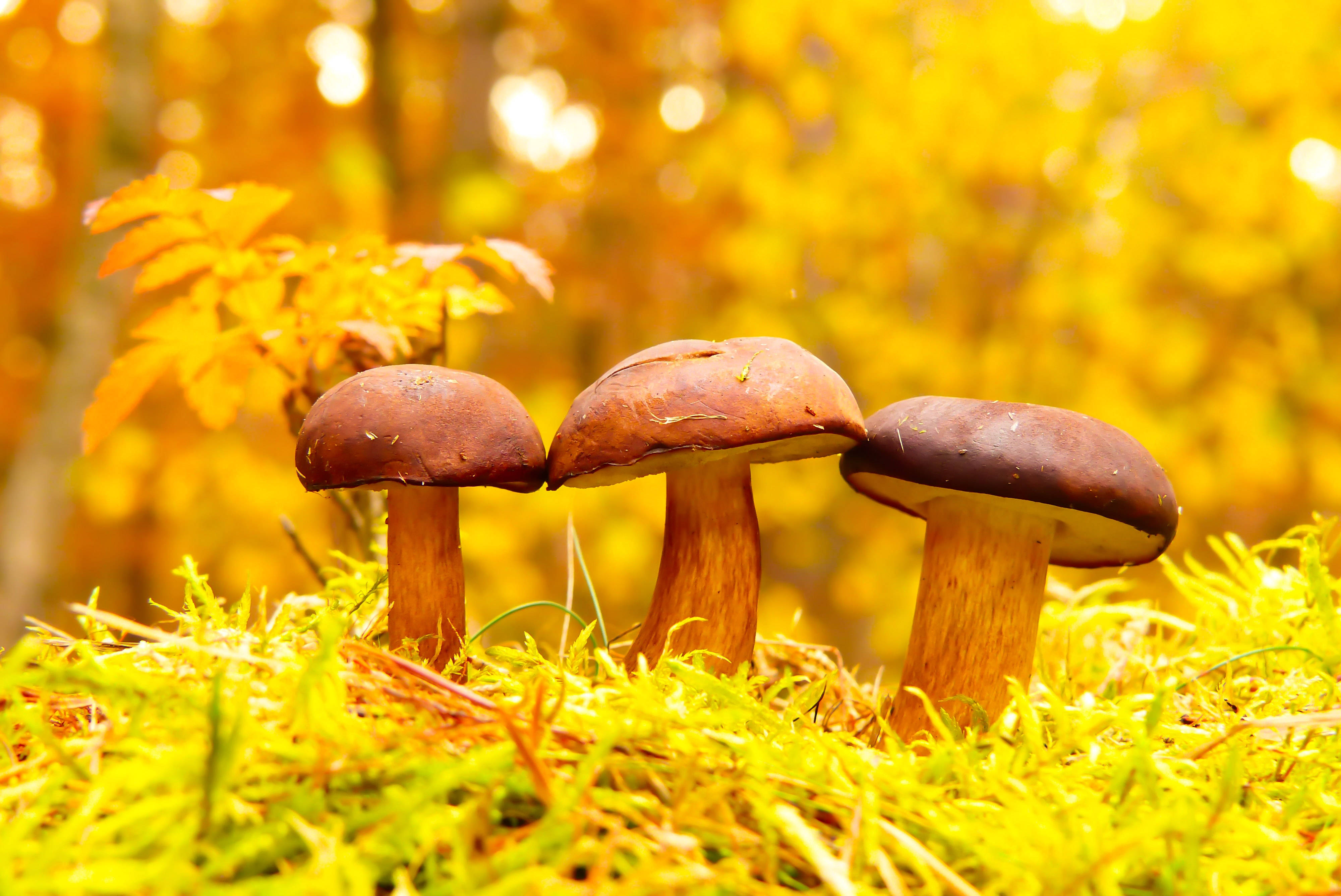 Cute Mushroom 桌布 壁紙 — 三棵棕色傘蓋的蘑菇從鮮綠色苔蘚中冒出，背景是金色的秋日森林。