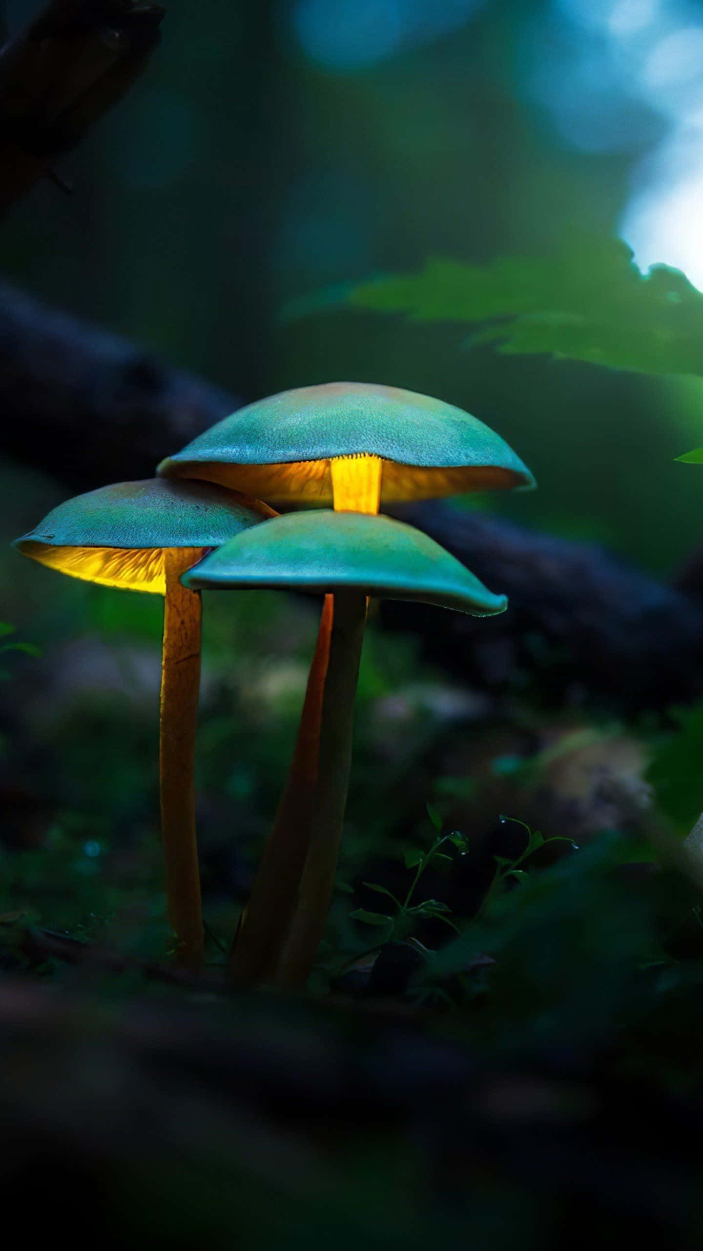 Mushroom Phone 桌布 壁紙 — 三棵發光的青綠色蘑菇，帶有金色底部，矗立在沐浴在柔和藍光中的黑暗森林中。