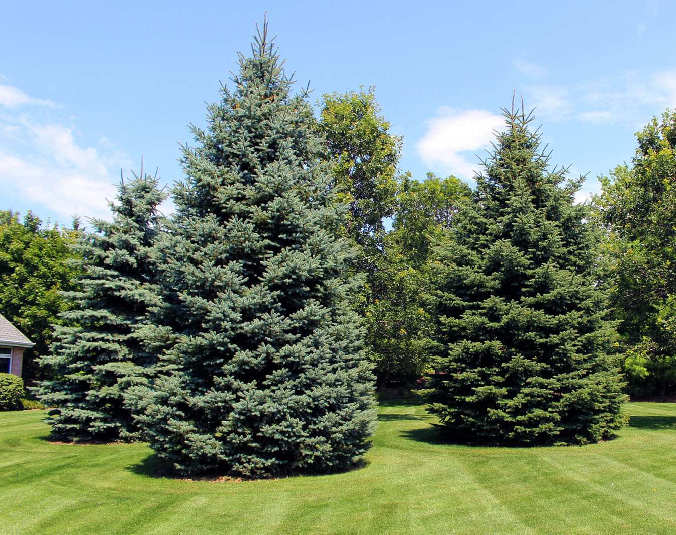 Evergreen Trees 桌布 壁紙 — 三棵雄偉的藍雲杉高高聳立在充滿活力的綠色草坪上，天空清澈湛藍，白雲蓬鬆。