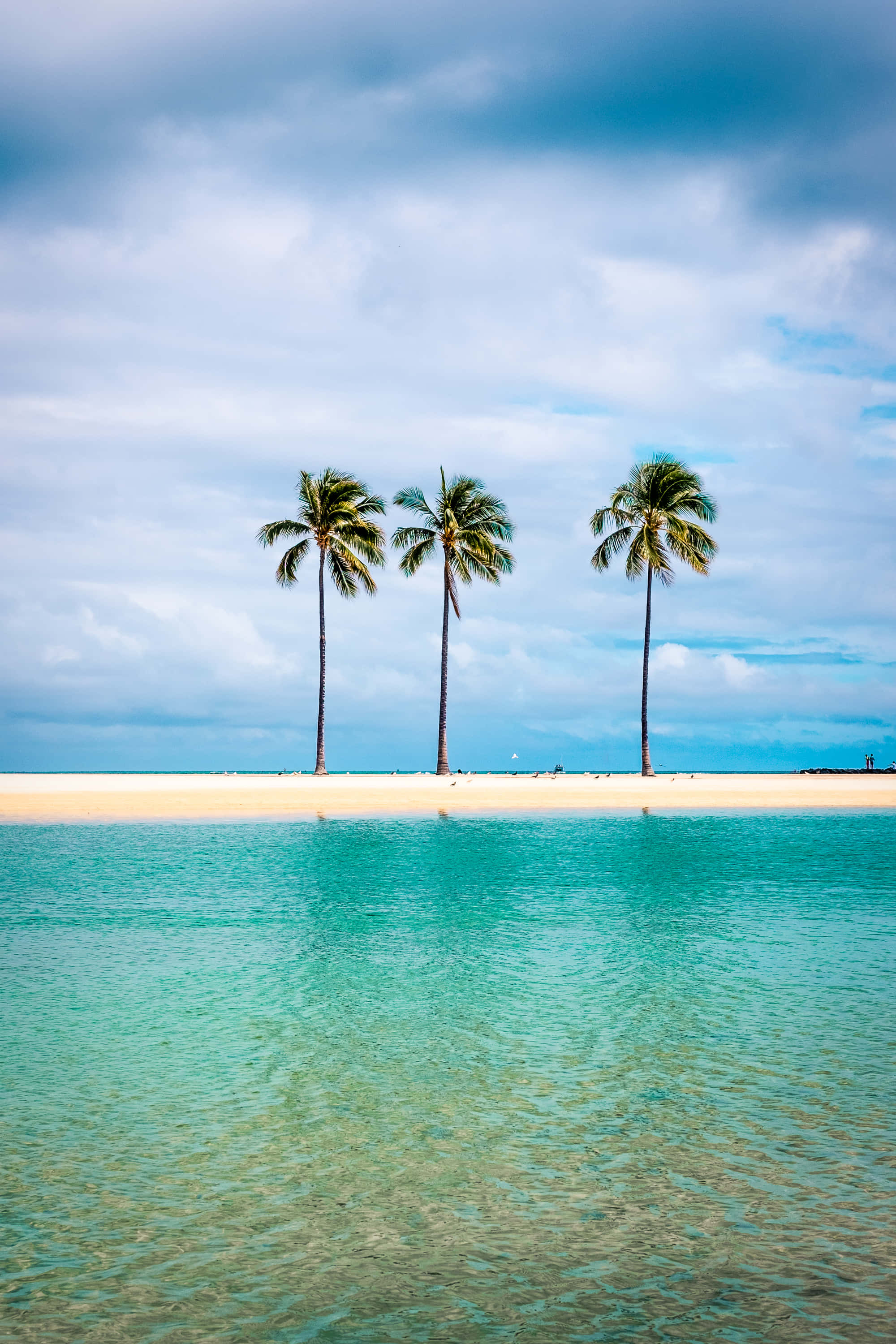 Palm Trees Beach 桌布 壁紙 — 三棵高大的棕櫚樹矗立在純淨的白色沙灘上，海水碧綠，天空部分多雲。