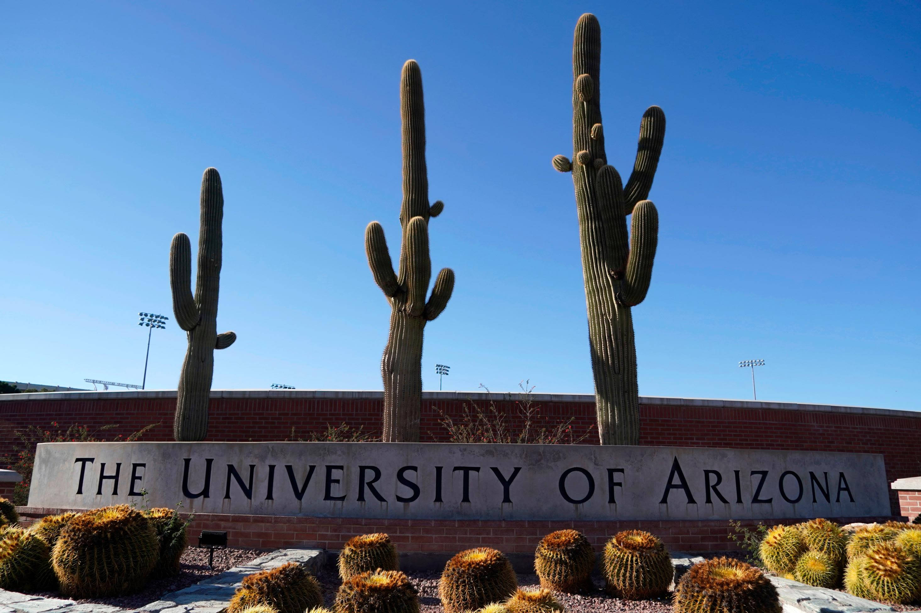 學校 桌布 壁紙 — 三棵高聳的薩瓜羅仙人掌矗立在刻有「THE UNIVERSITY OF ARIZONA」字樣的石牌後面，背景是清澈的藍天。