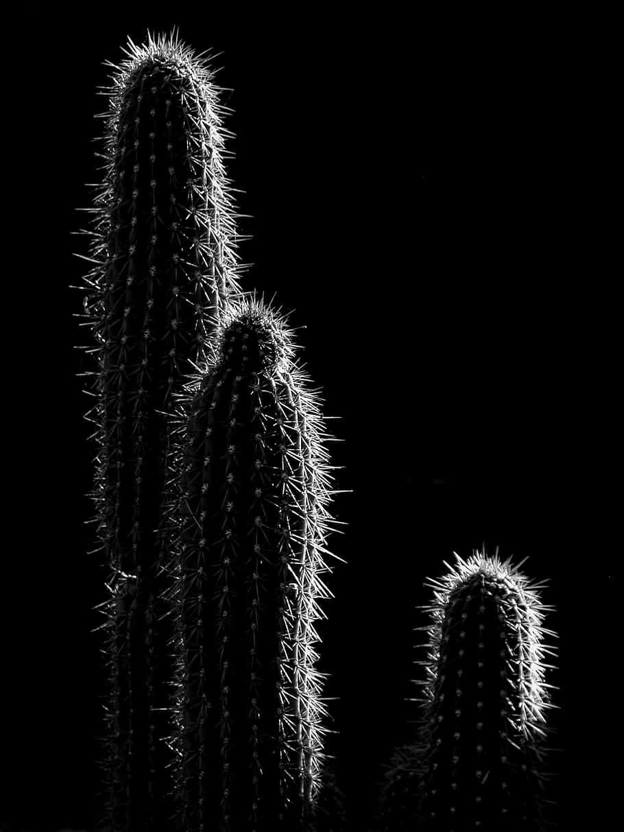 Cactus 桌布 壁紙 — 三棵鮮明的仙人掌在純黑背景上形成剪影，帶有戲劇性的高對比度燈光。