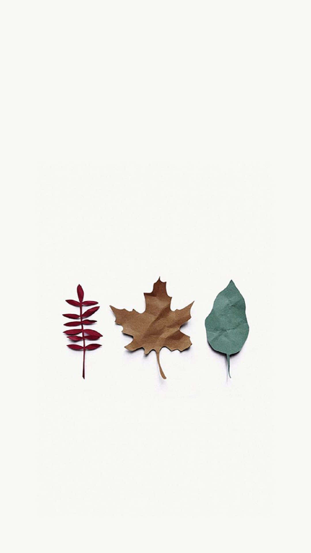 Autumn Leaves 桌布 壁紙 — 三片不同的秋葉，分別為紅色、棕色和綠色，整齊地排列在純米白色背景上。