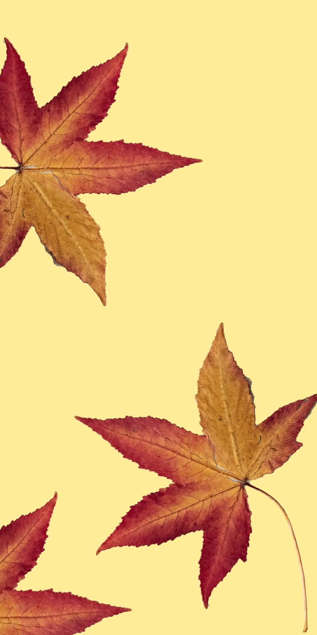 Android Autumn 桌布 壁紙 — 三片充滿活力的秋日楓葉，呈現紅色和金色色調，漂浮在柔和的黃色背景上。