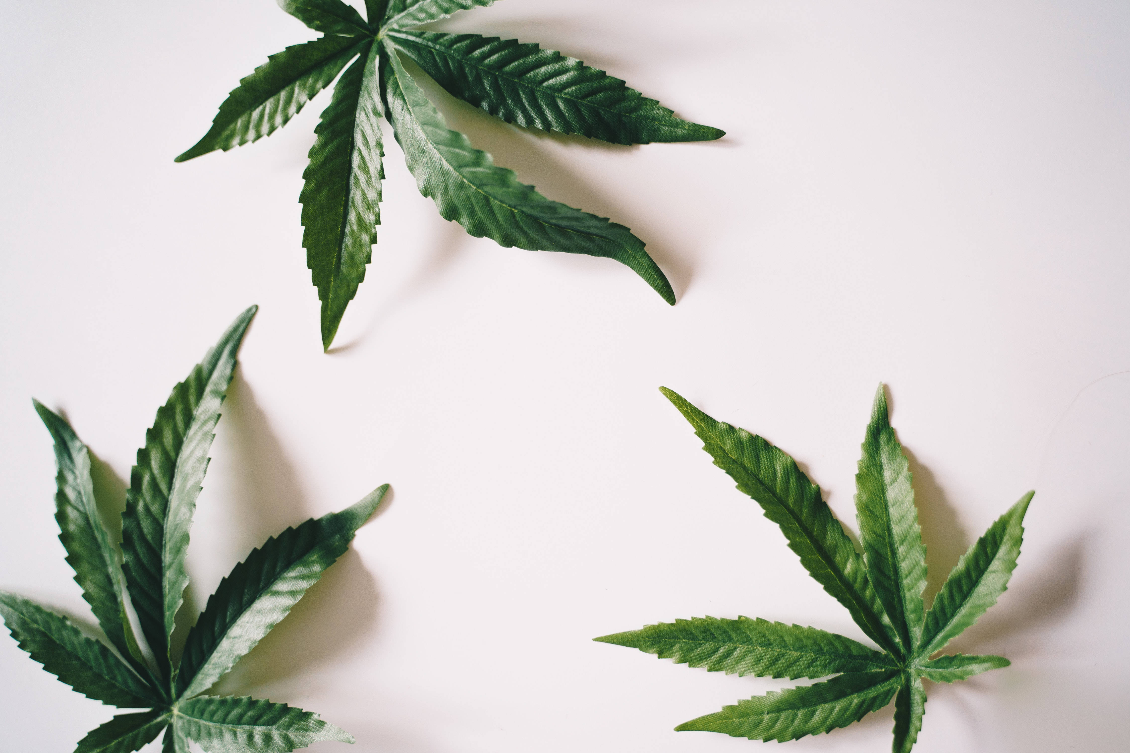 酷炫大麻 桌布 壁紙 — 三片充滿活力的綠色大麻葉排列在乾淨的白色表面上，帶有柔和陰影。