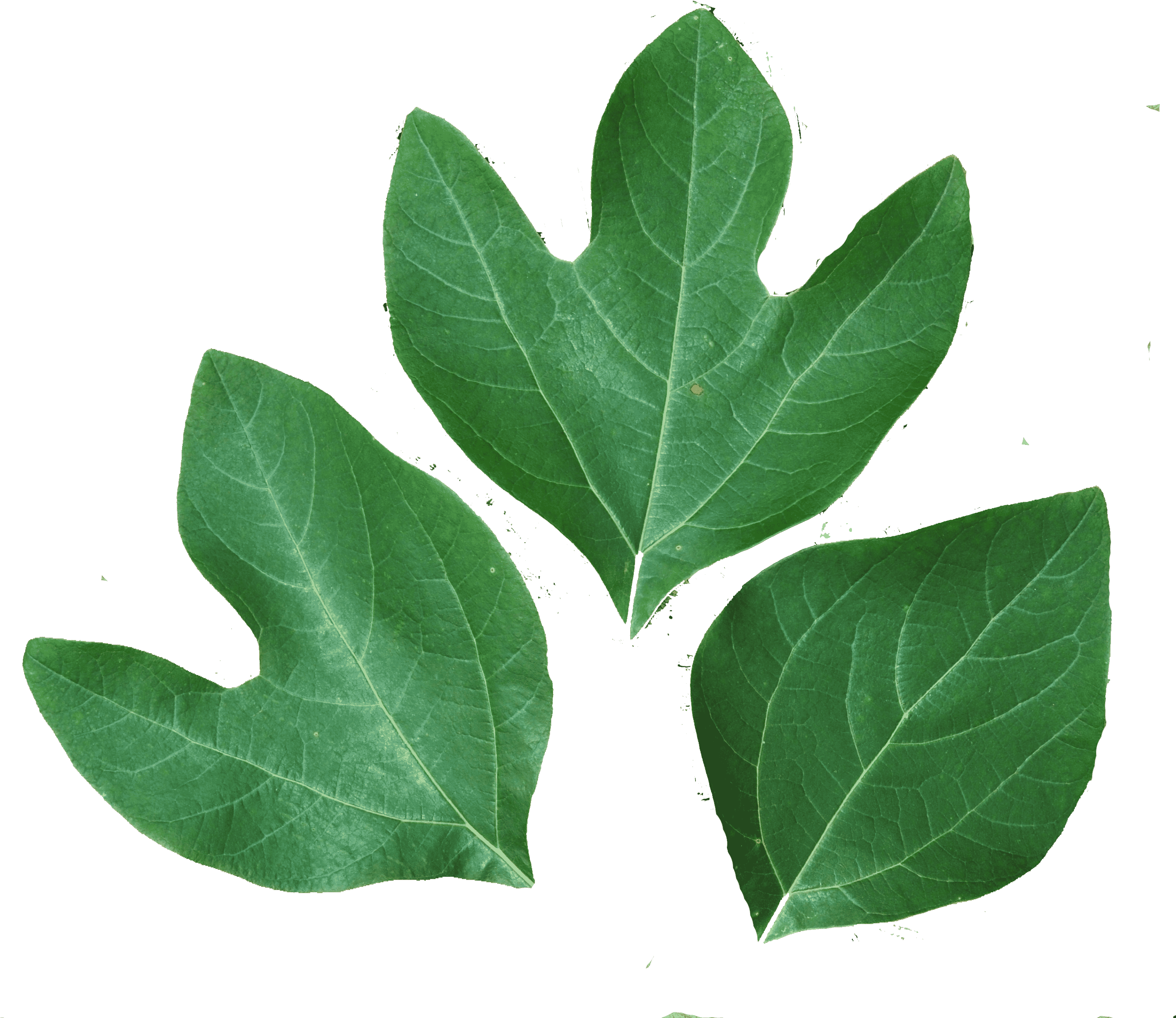 Tree Leaves 桌布 壁紙 — 三片充滿活力的綠色檫樹葉，帶有明顯的裂片和可見的葉脈，襯托在純黑色背景上。