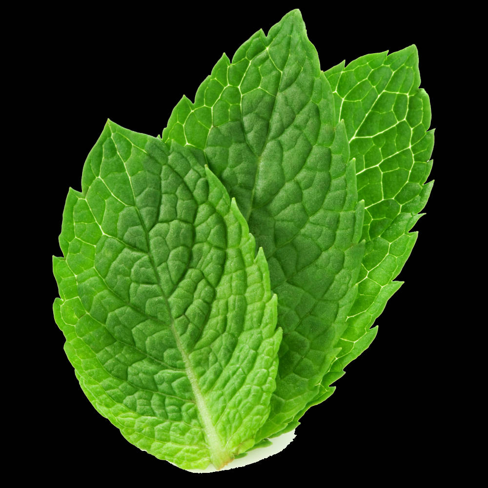 Green Leaves 桌布 壁紙 — 三片充滿活力的綠色薄荷葉，帶有細緻的葉脈，在純黑色背景下格外突出。