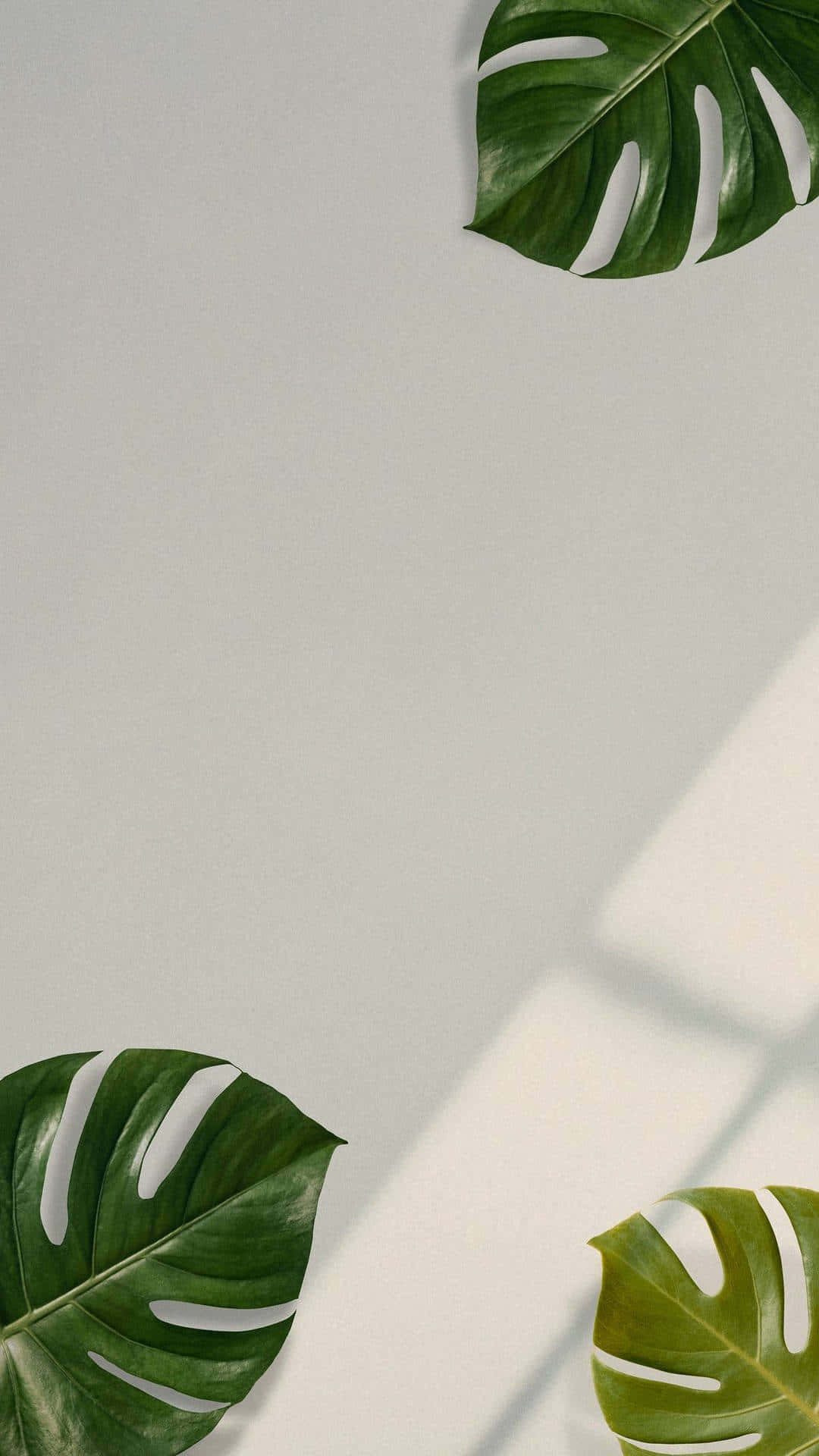 Plant 桌布 壁紙 — 三片充滿活力的綠色龜背竹葉在自然光下於簡約的米白色牆壁上投下柔和陰影。