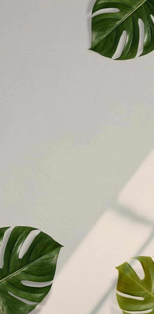 Aesthetic Palm Leaves 桌布 壁紙 — 三片充滿活力的綠色龜背竹葉在自然光下於簡約的米白色牆壁上投下柔和陰影。