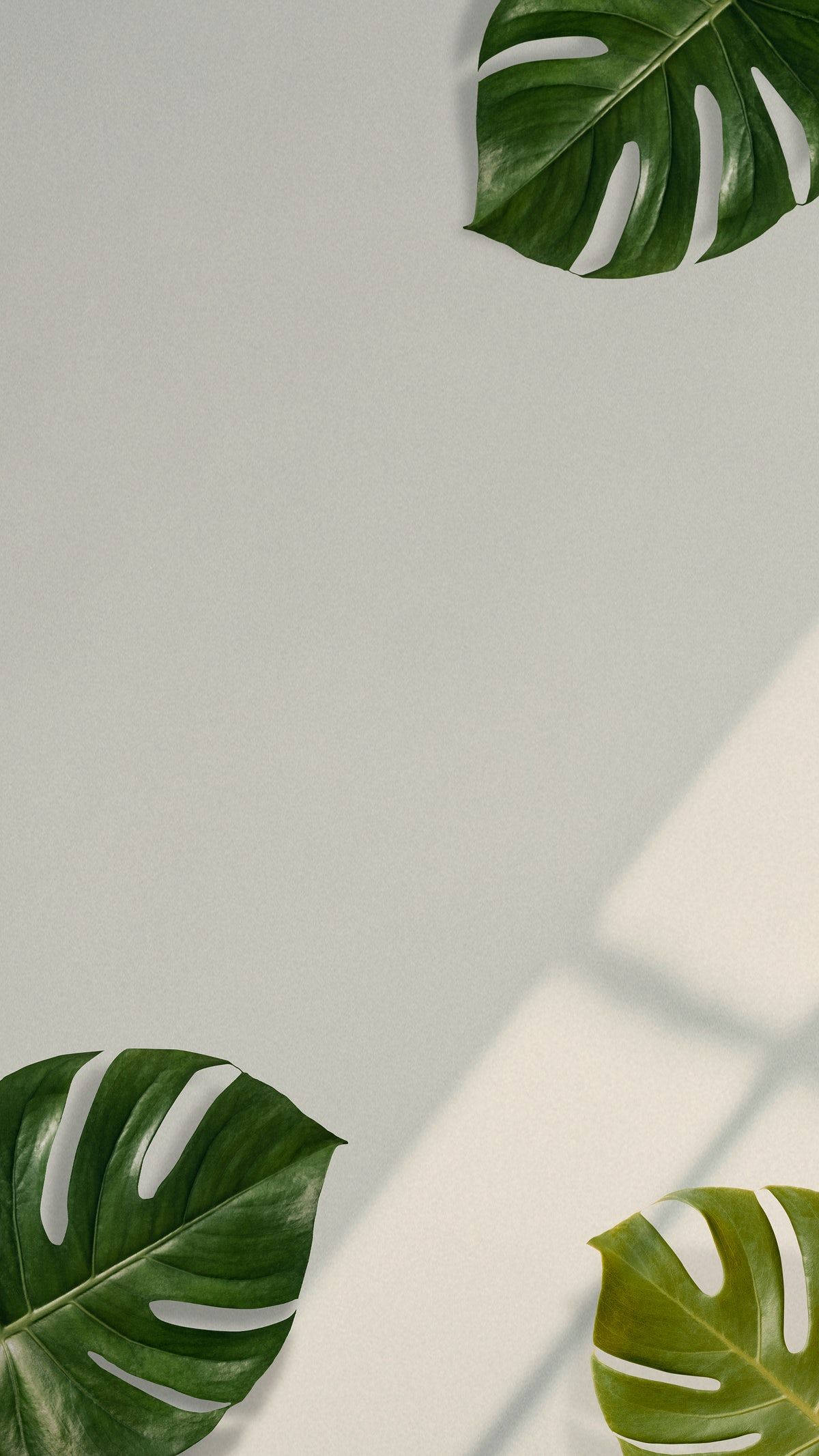龜背芋 桌布 壁紙 — 三片充滿活力的龜背竹葉在淺灰色牆壁上投下柔和陰影，呈現極簡植物佈置。