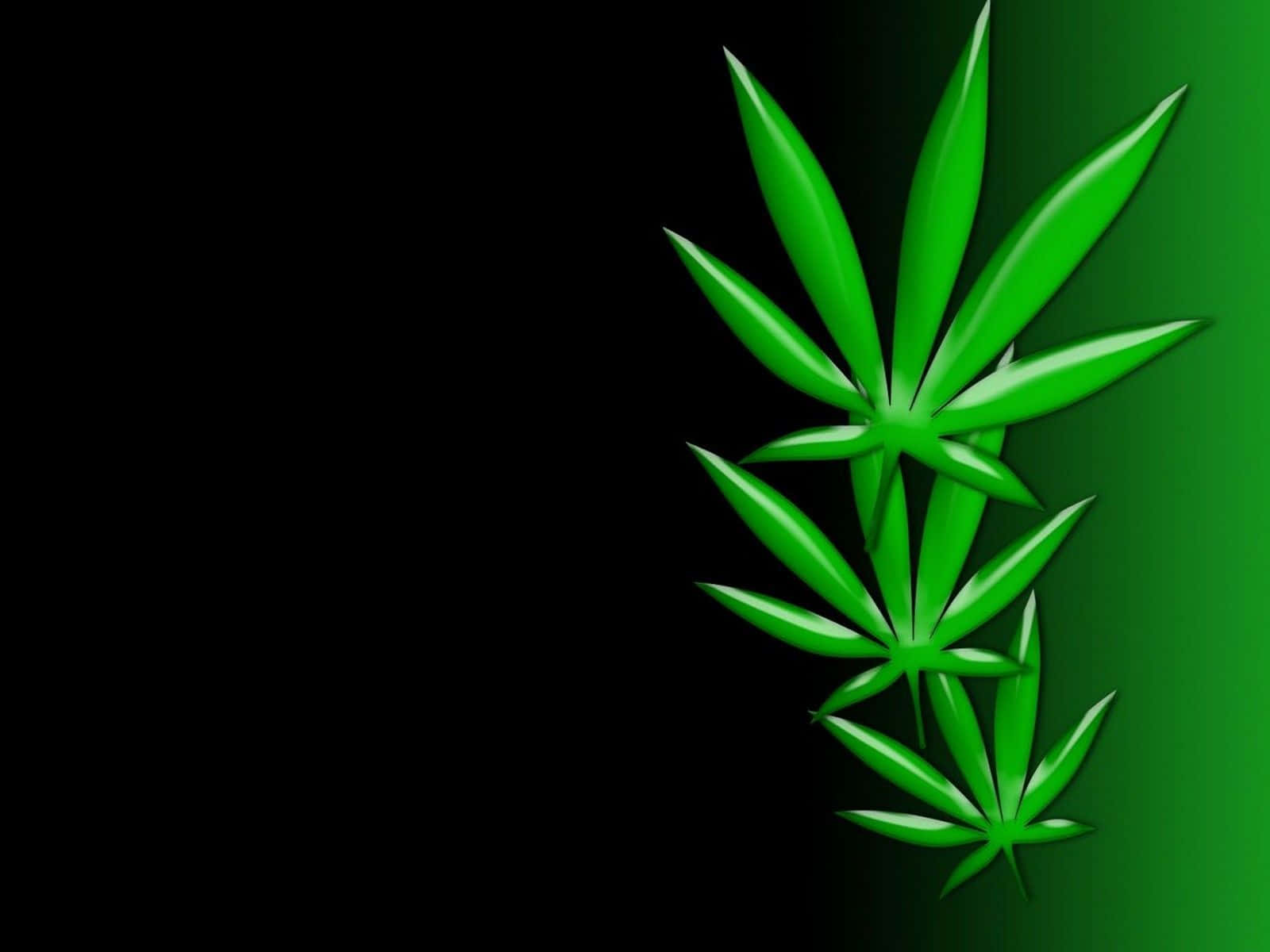 Weed Leaf 桌布 壁紙 — 三片光澤的綠色大麻葉漂浮在黑色到綠色的漸變背景上。