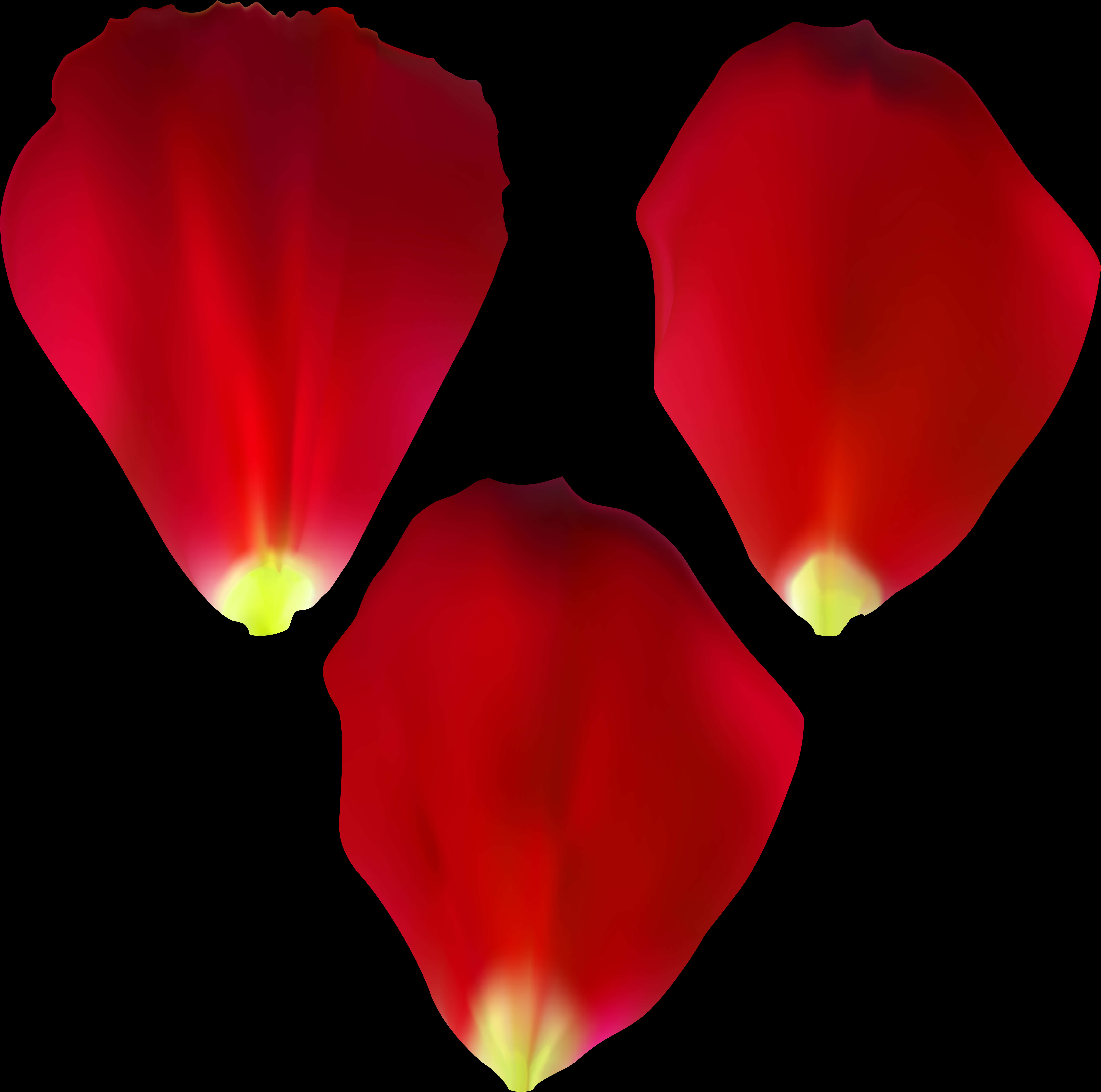 Rose Petals Falling 桌布 壁紙 — 三片發光的紅色玫瑰花瓣漂浮在純黑背景上，底部帶有柔和的黃色高光。