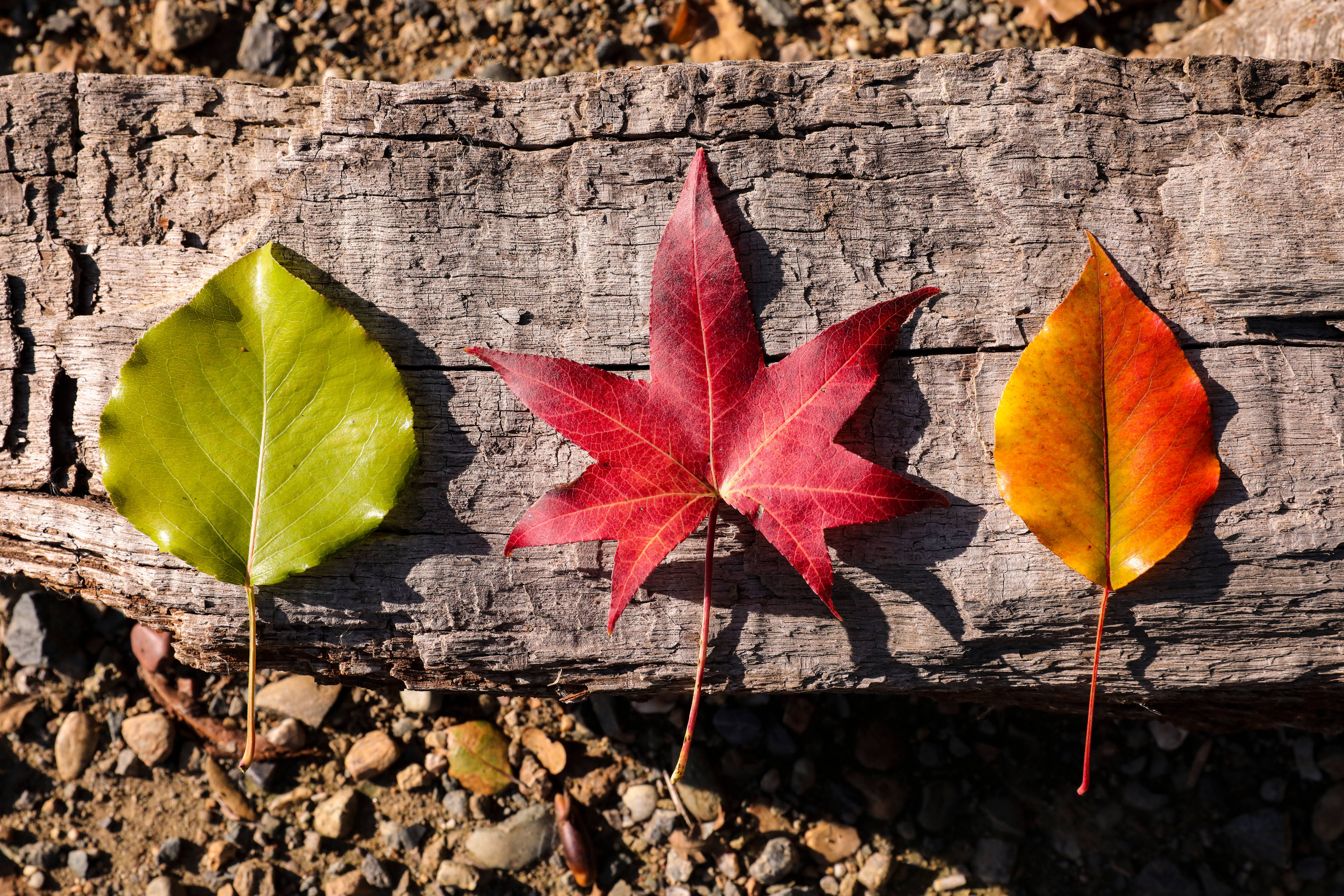 Rustic 桌布 壁紙 — 三片秋葉（綠色、紅色和橙色）躺在風化的木頭上，背景是礫石。