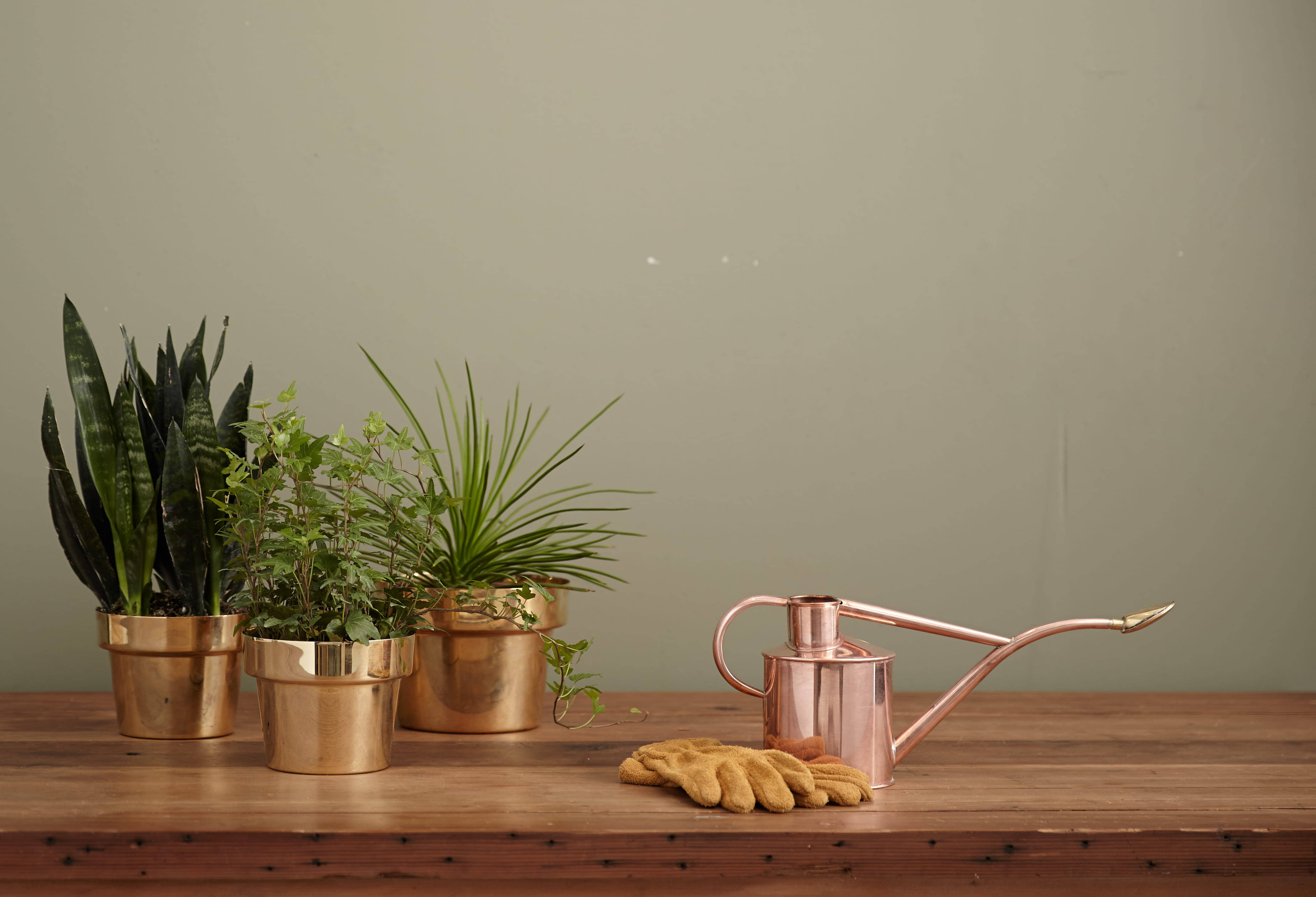 Plant Aesthetic 桌布 壁紙 — 三盆盆栽和一個銅製灑水壺放在木桌上，背景是柔和的綠色牆壁。