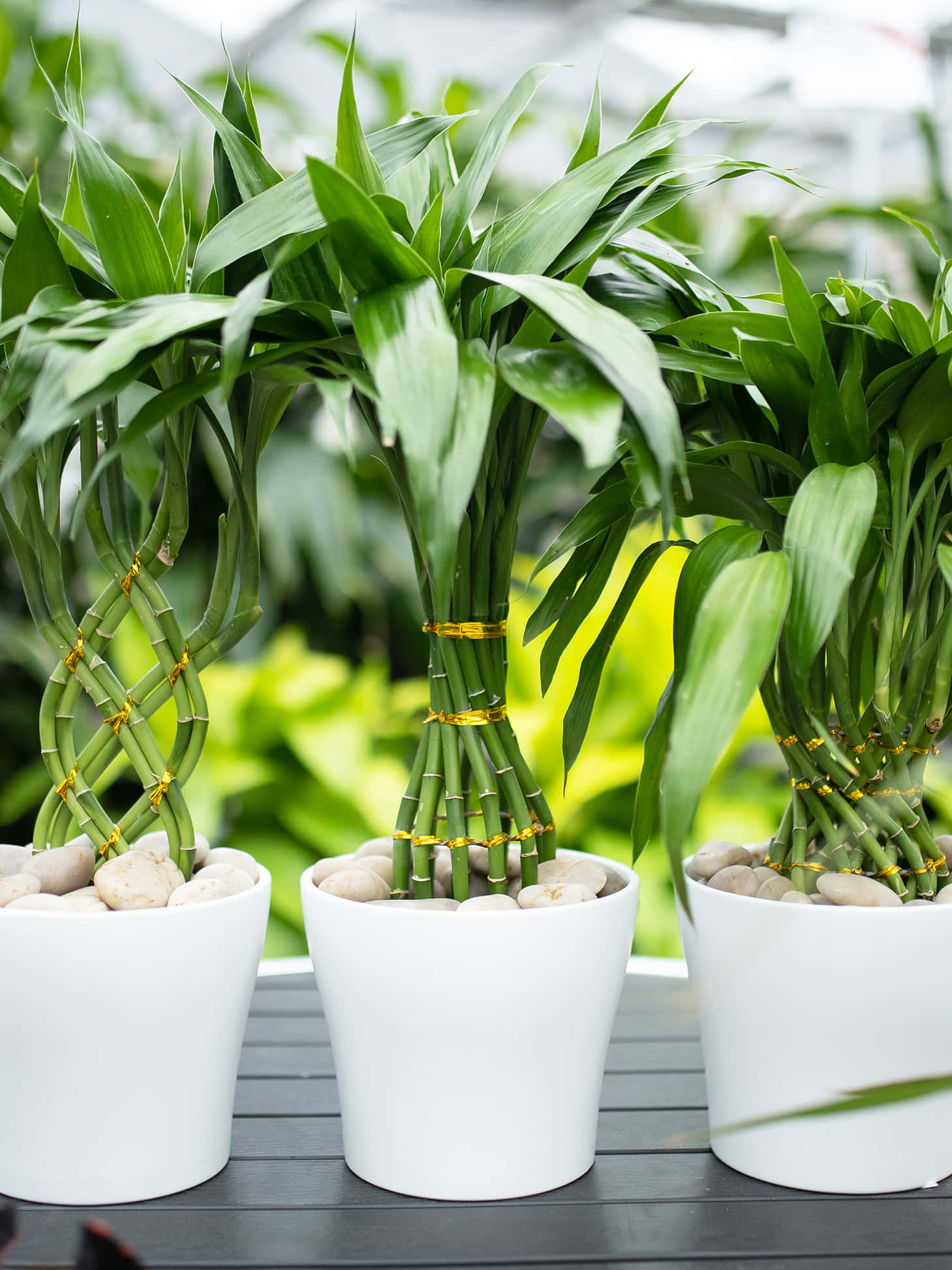 Plant 桌布 壁紙 — 三盆盆栽幸運竹，綠色莖葉，放在白色花盆中，置於深色木質表面上。