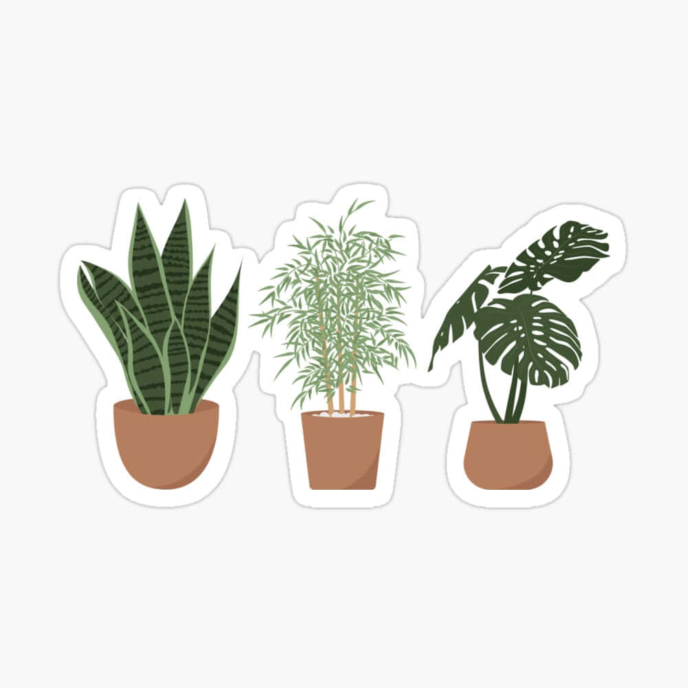 Plant 桌布 壁紙 — 三盆葉形各異的室內盆栽植物並排擺放在純色背景上。