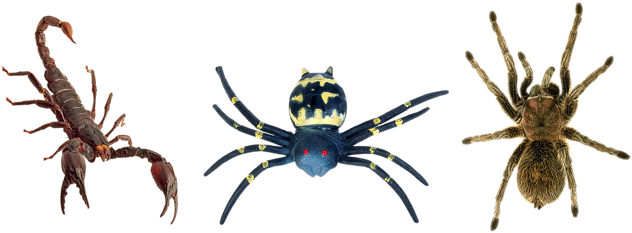 scorpion 桌布 壁紙 — 三種不同的蛛形綱動物孤立在黑色背景上：一隻蠍子、一隻蝙蝠形狀的蜘蛛和一隻毛茸茸的狼蛛。