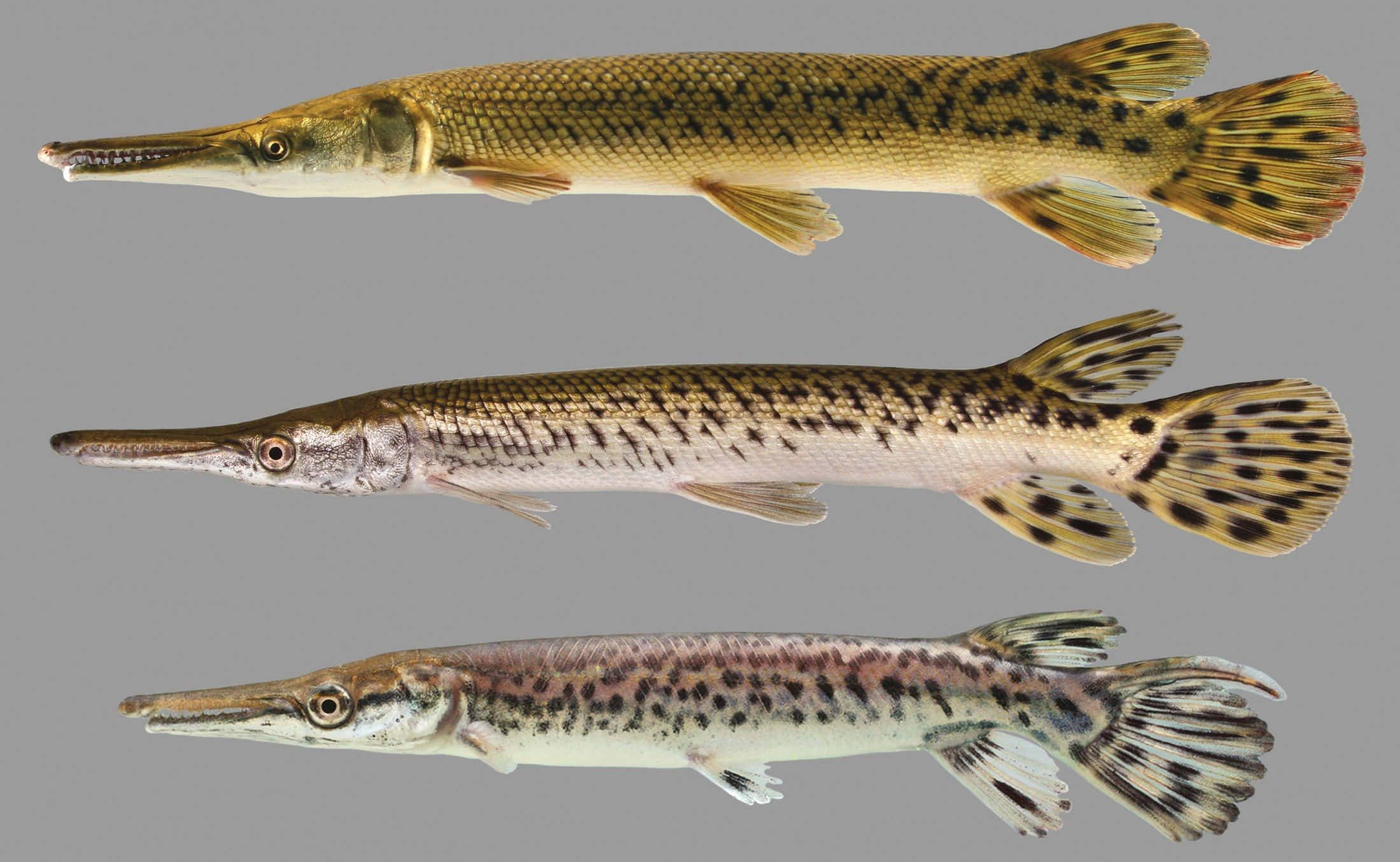 Gar Fish 桌布 壁紙 — 三種不同的雀鱔魚水平展示在灰色中性背景上，展現其修長的身體和斑點圖案。