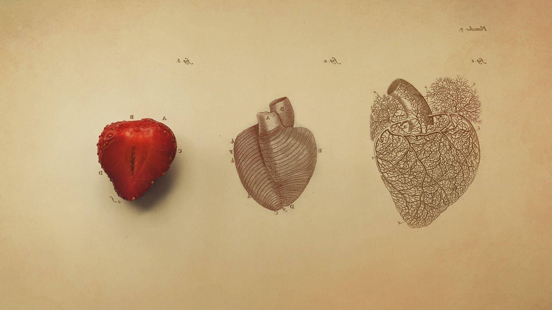 Health 桌布 壁紙 — 三種心臟表現：鮮豔的草莓、詳細的解剖圖和血管網絡插圖，排列在舊羊皮紙上。