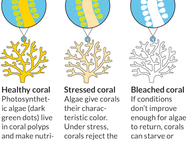 coral 桌布 壁紙 — 三種插圖珊瑚類型顯示健康的黃色珊瑚（帶綠色藻類）、受壓力的米色珊瑚和漂白的白色珊瑚，背景為黑色。