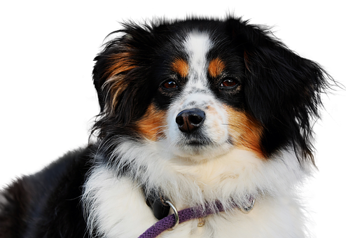 三色澳洲牧羊犬肖像 壁紙