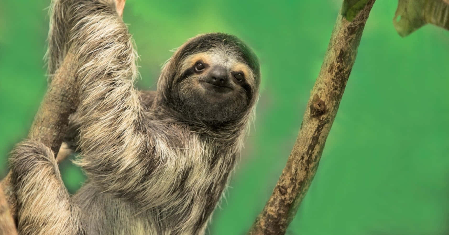 動物 桌布 壁紙 — 三趾樹懶掛在樹枝上的特寫，背景為柔和的綠色。