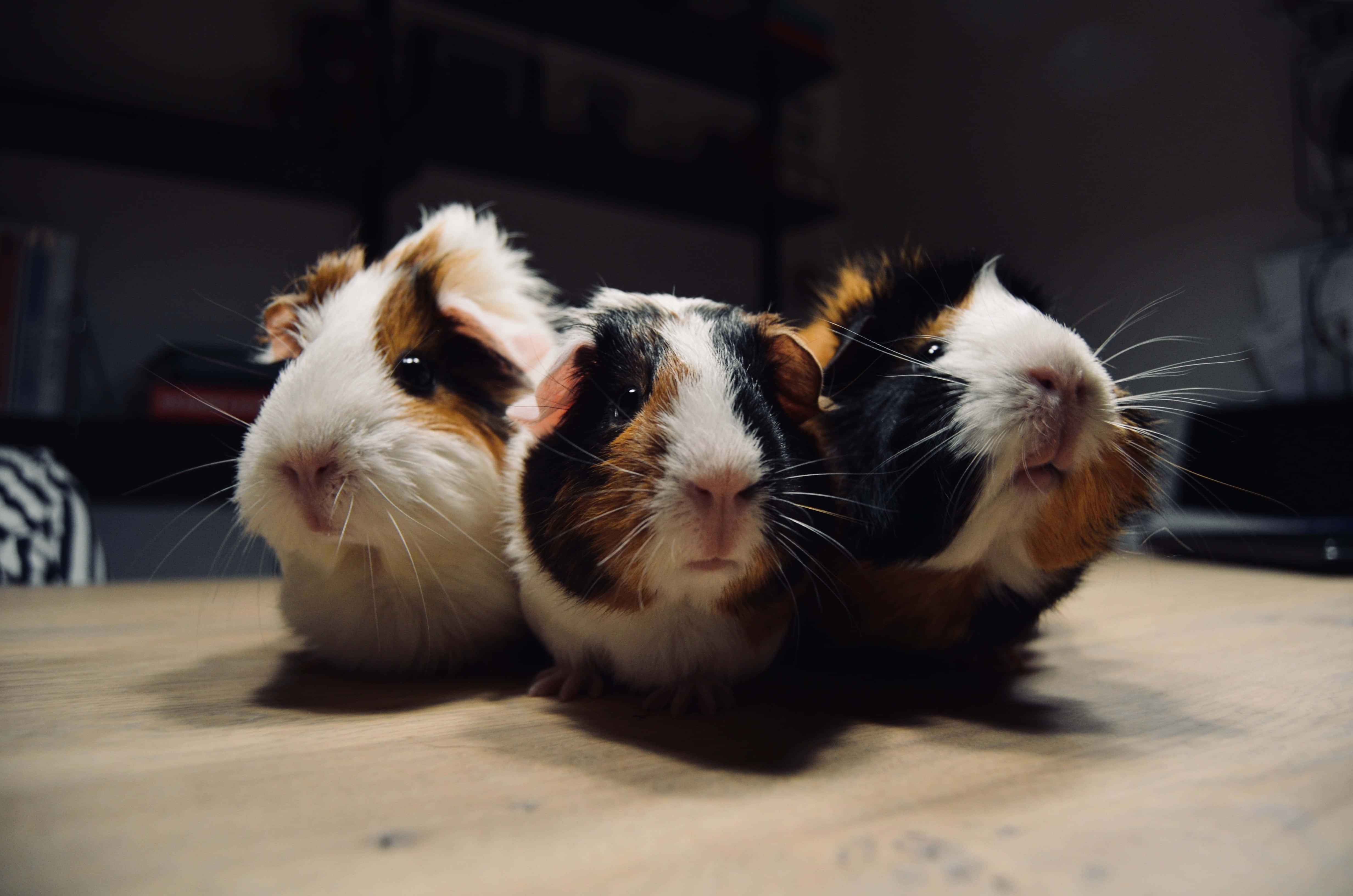 guinea pig 桌布 壁紙 — 三隻三色天竺鼠在柔和燈光下緊密地坐在木質表面上。