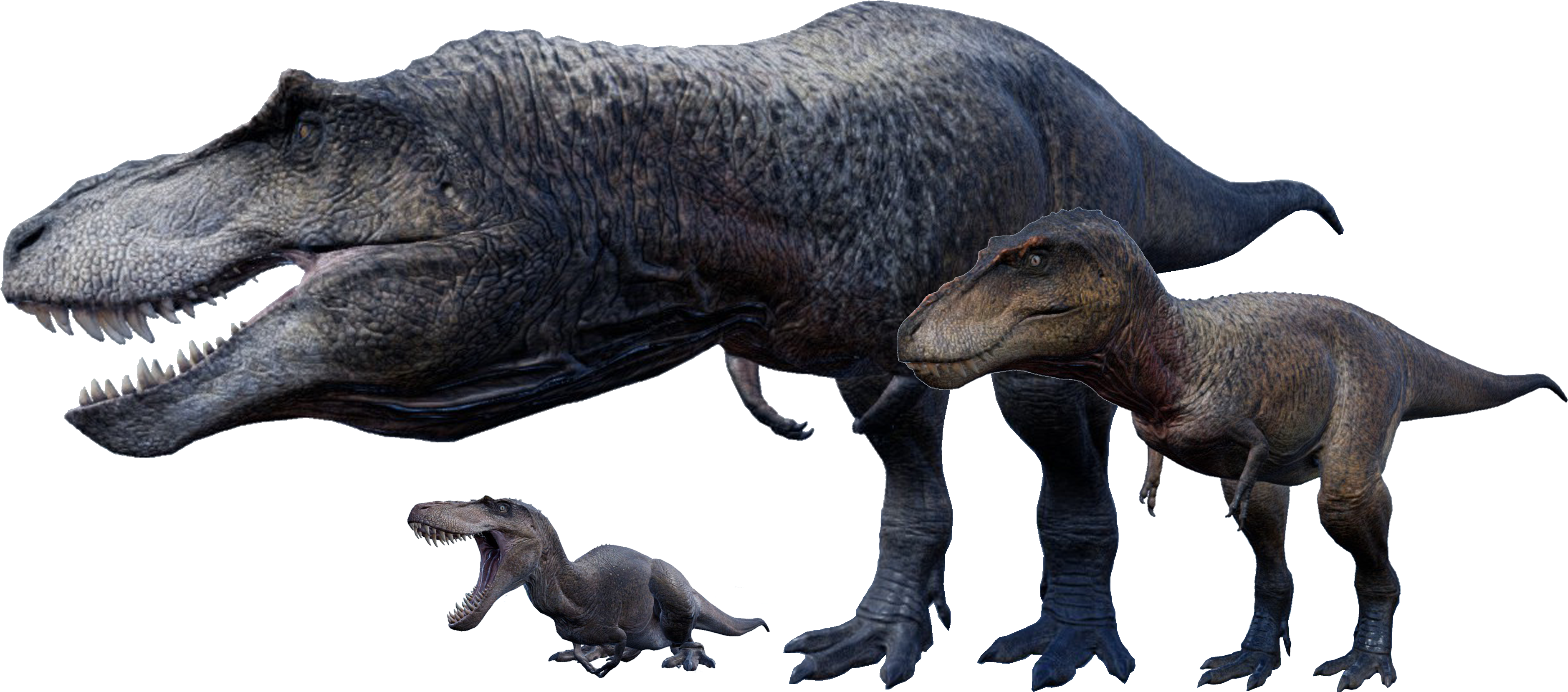 Dino 桌布 壁紙 — 三隻不同大小、栩栩如生的暴龍站在純黑背景前，展示細緻的紋理皮膚和鋒利的牙齒。