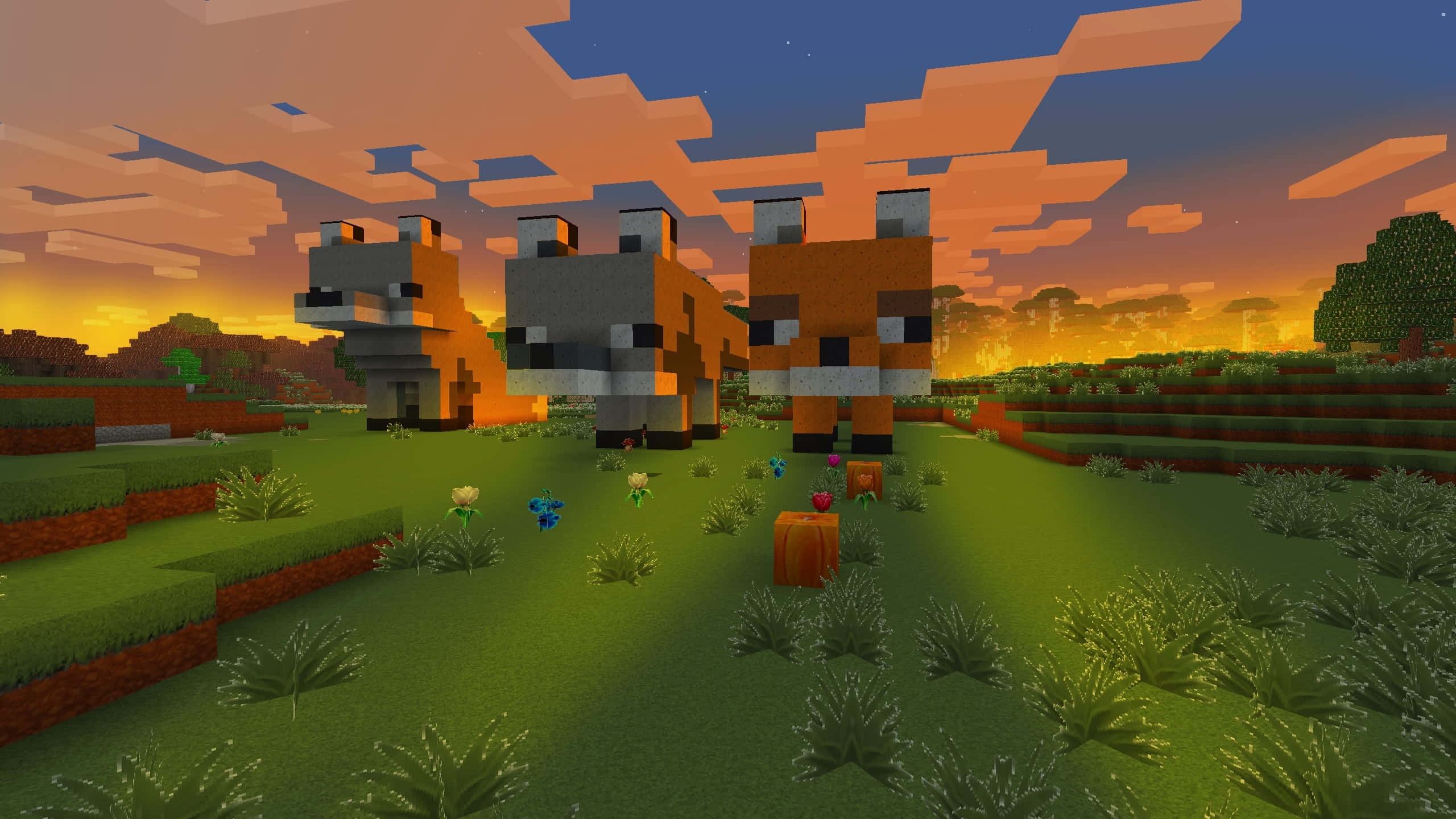 Minecraft Adventure 桌布 壁紙 — 三隻像素化狐狸站在夕陽下長滿草的Minecraft田野中，有方塊樹和色彩繽紛的天空。