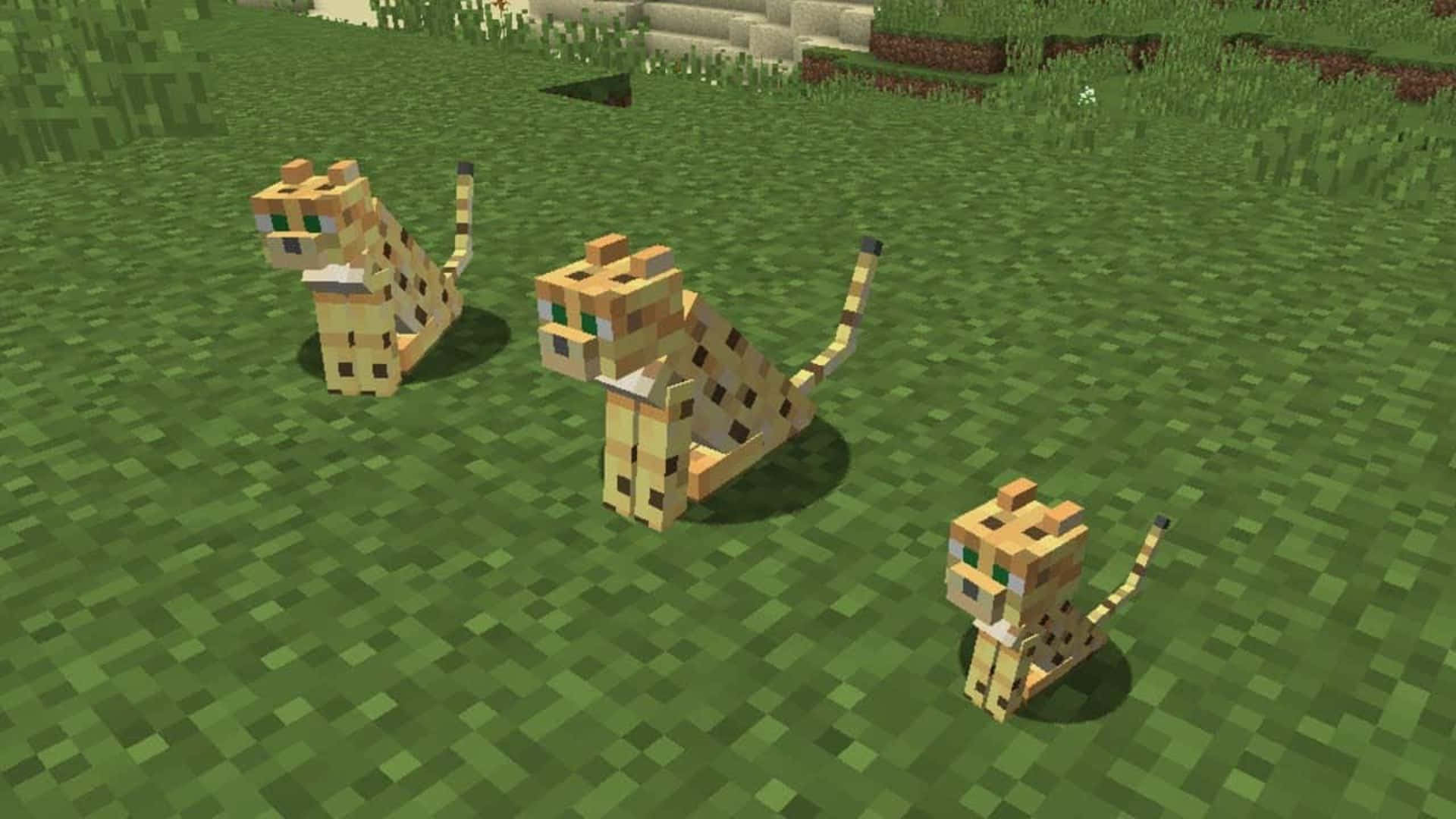 Minecraft Ocelot 桌布 壁紙 — 三隻像素化獵豹站在Minecraft風格景觀中的塊狀綠色草地上。