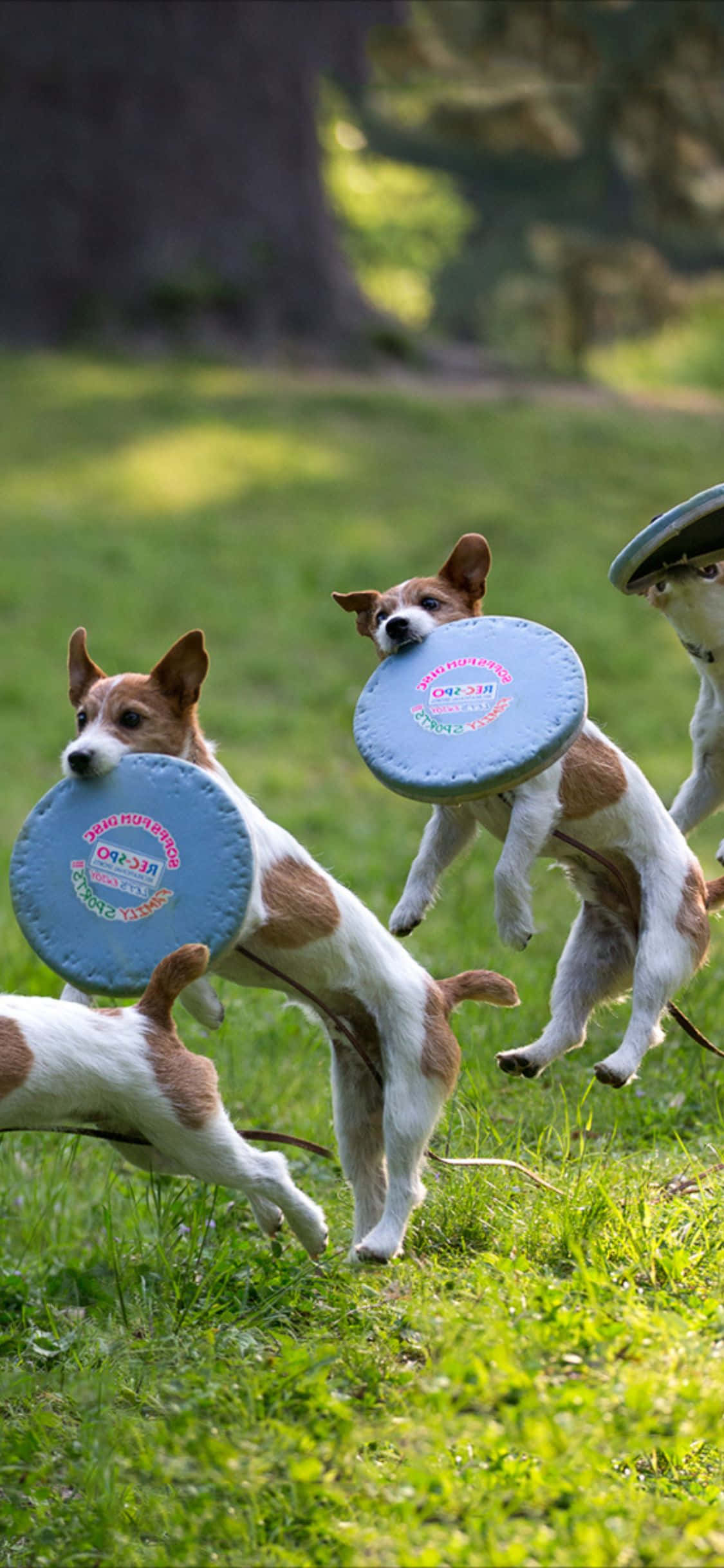 iPhone Xs Frisbee 桌布 壁紙 — 三隻充滿活力的傑克羅素梗犬在陽光照耀的草地上跳躍，以歡樂的決心追逐藍色飛盤。