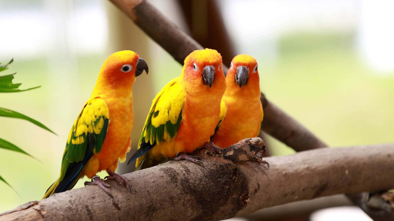 birds 桌布 壁紙 — 三隻充滿活力的太陽錐尾鸚鵡緊密地棲息在粗樹枝上，牠們的橙色頭部和黃綠色翅膀在柔和日光中閃耀。