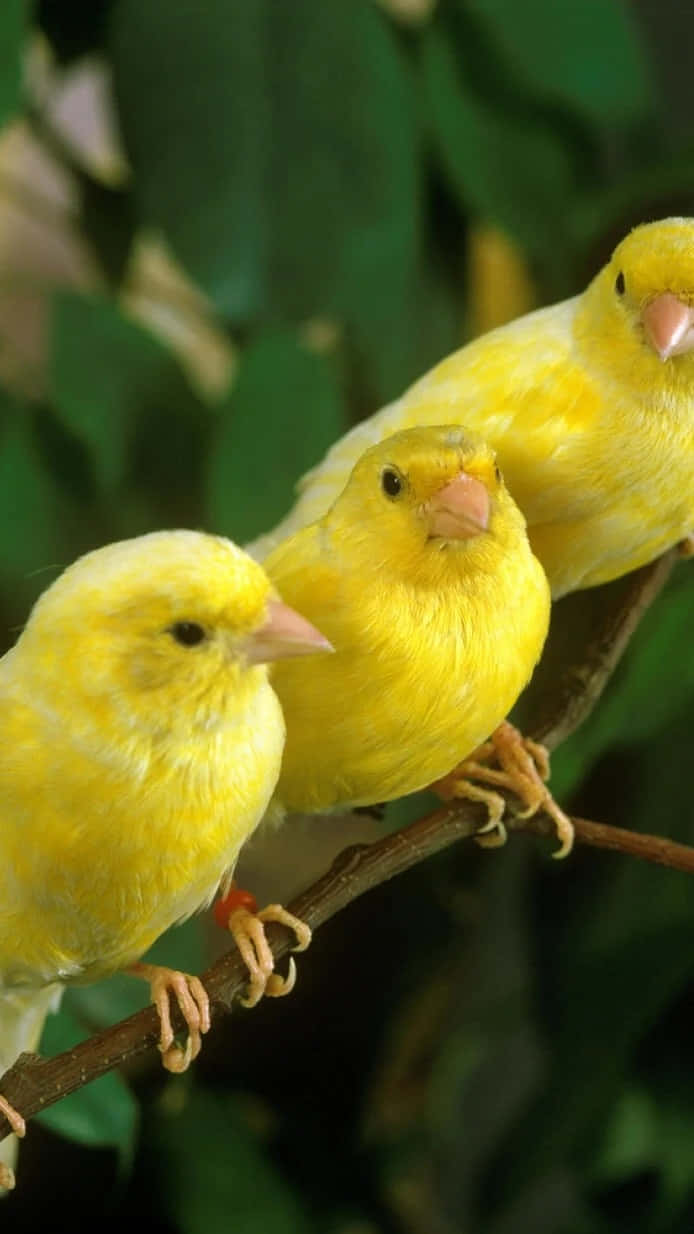 Yellow Canary 桌布 壁紙 — 三隻充滿活力的黃色金絲雀緊密地棲息在樹枝上，背景是柔和的綠色樹葉。