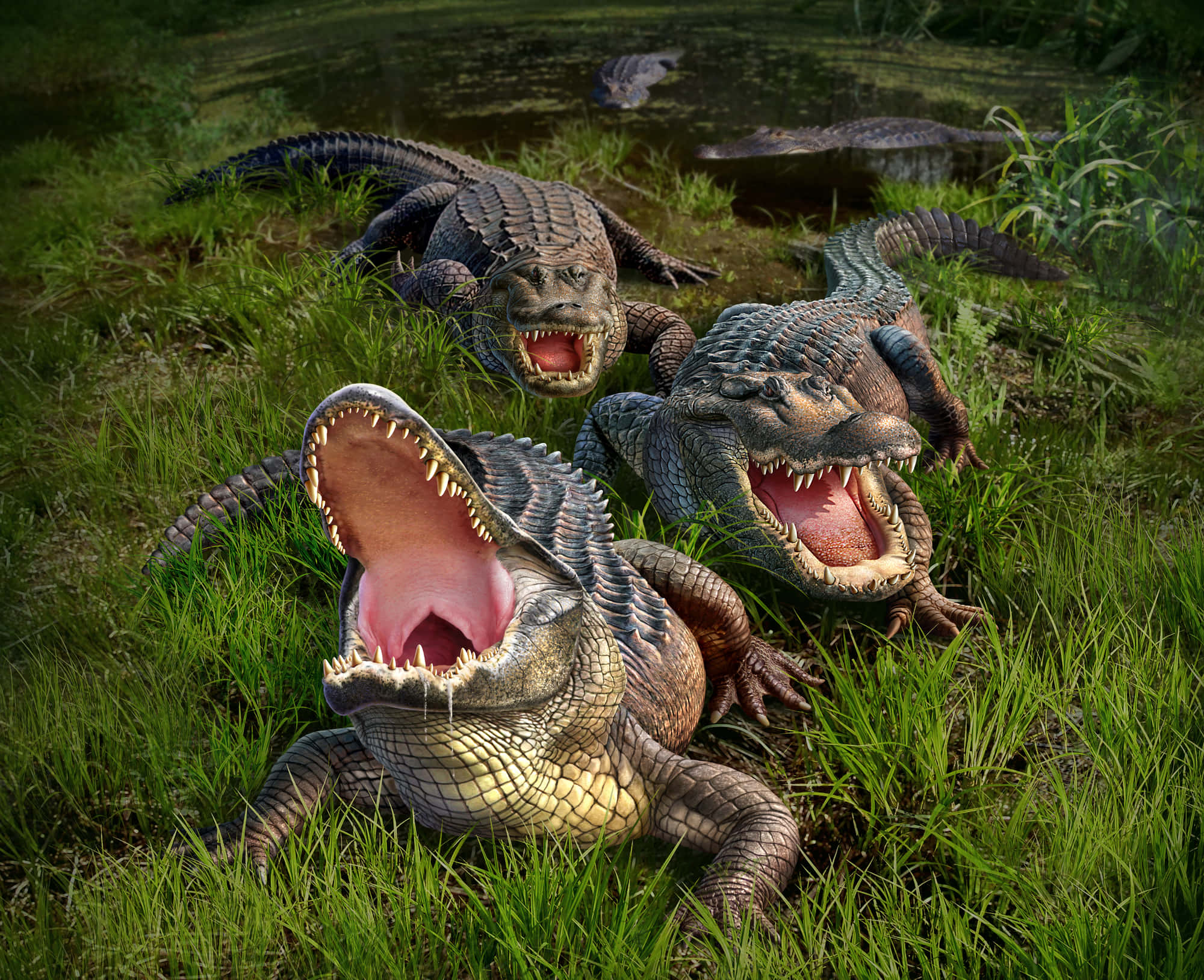 Alligator 桌布 壁紙 — 三隻兇猛的鱷魚張開血盆大口，露出鋒利的牙齒，潛伏在渾濁水域附近生機勃勃的綠草叢中。