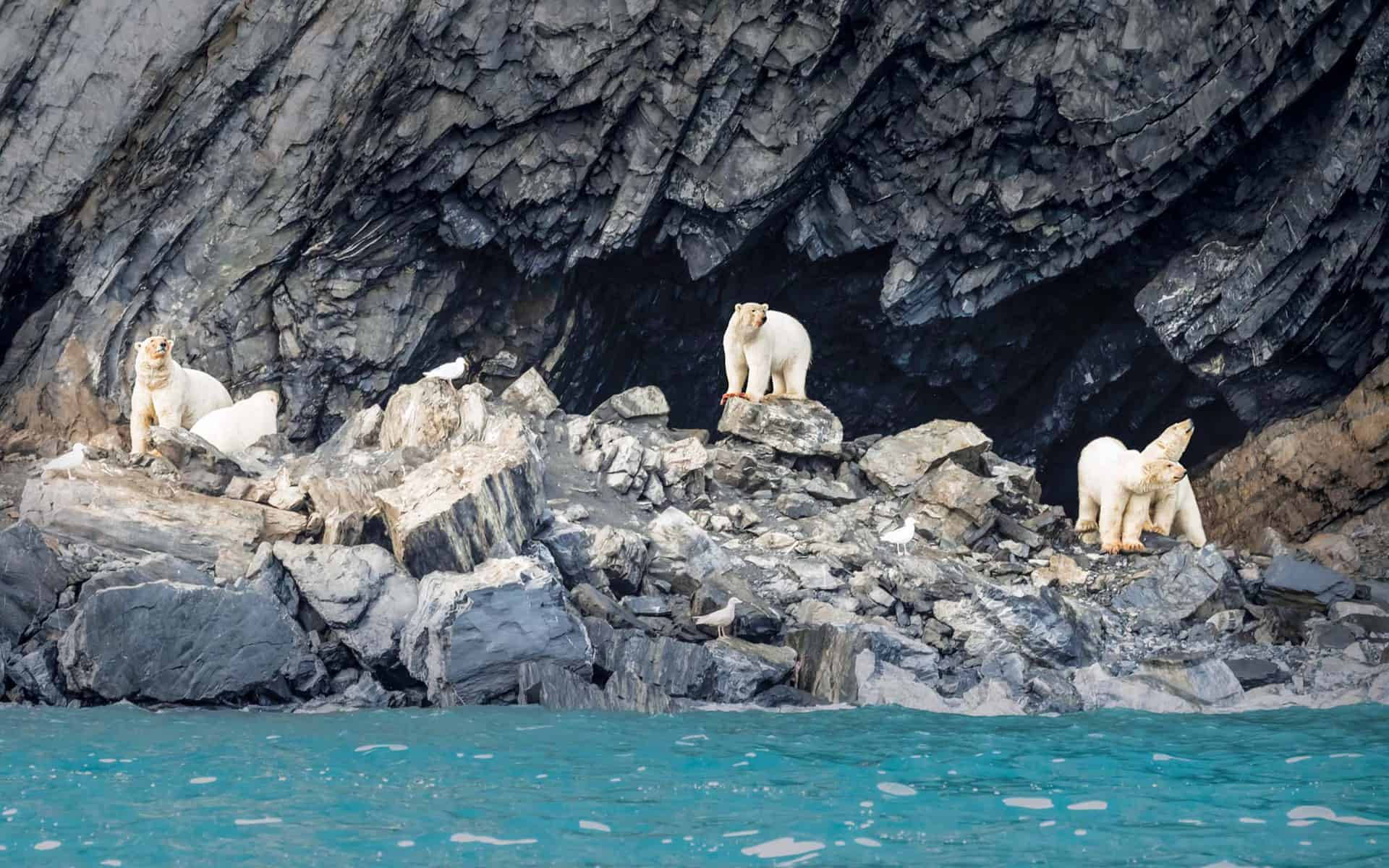 Sea 桌布 壁紙 — 三隻北極熊在深色懸崖下的碧綠水邊粗糙灰色岩石上休息。