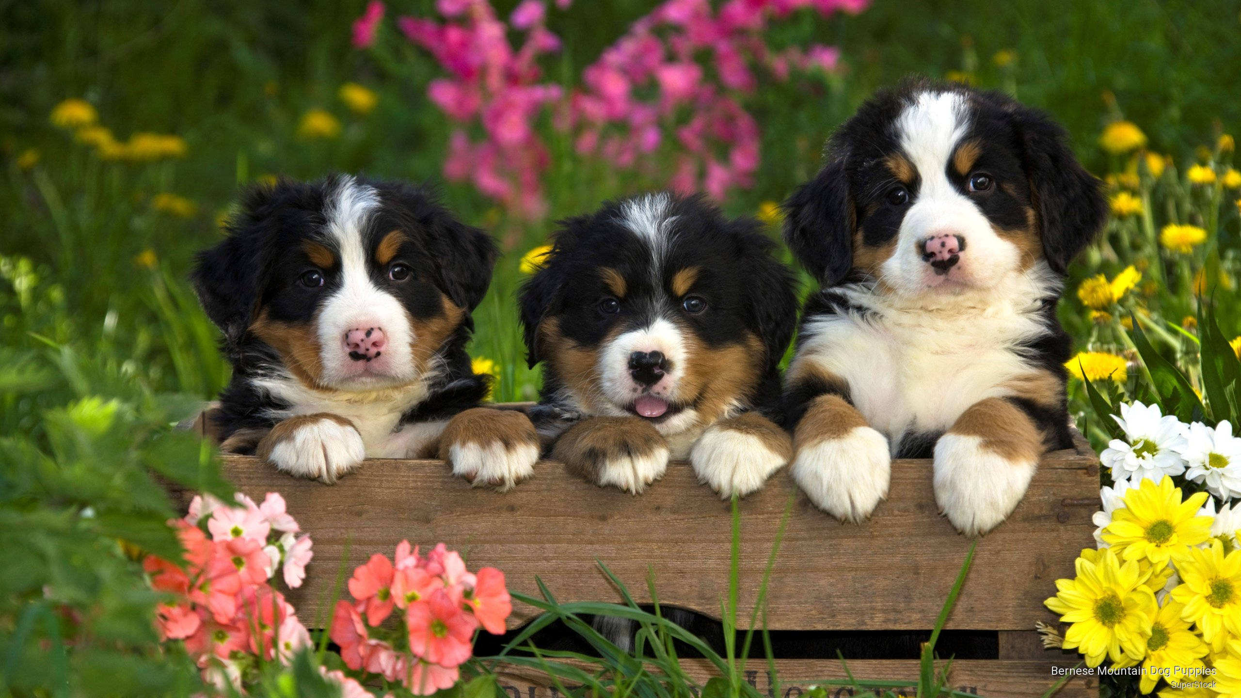Garden 桌布 壁紙 — 三隻可愛的伯恩山犬幼犬在陽光明媚的花園中，從一個被鮮豔的粉紅色、黃色和白色花朵包圍的木箱上方探出頭來。
