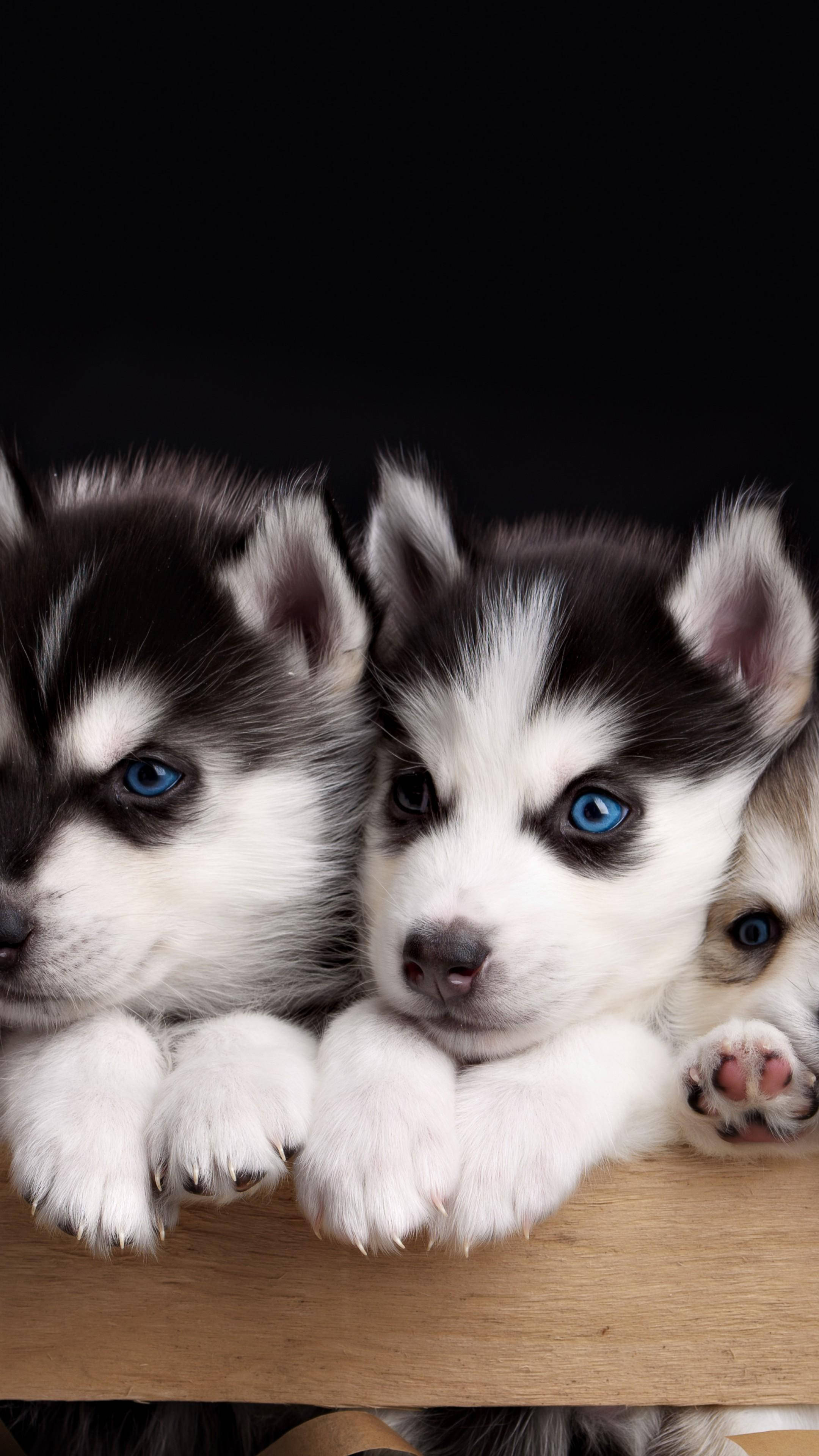 Dogs 桌布 壁紙 — 三隻可愛的哈士奇幼犬，擁有引人注目的藍色眼睛，在黑色背景上從木質邊緣探出頭來。