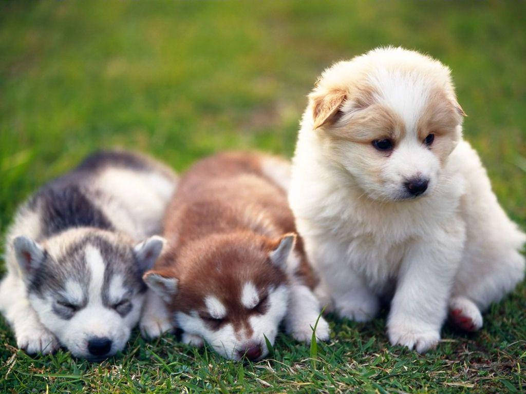 Cute Puppy 桌布 壁紙 — 三隻可愛的哈士奇幼犬在柔和的自然光下，在充滿活力的綠色草地上安然入睡。