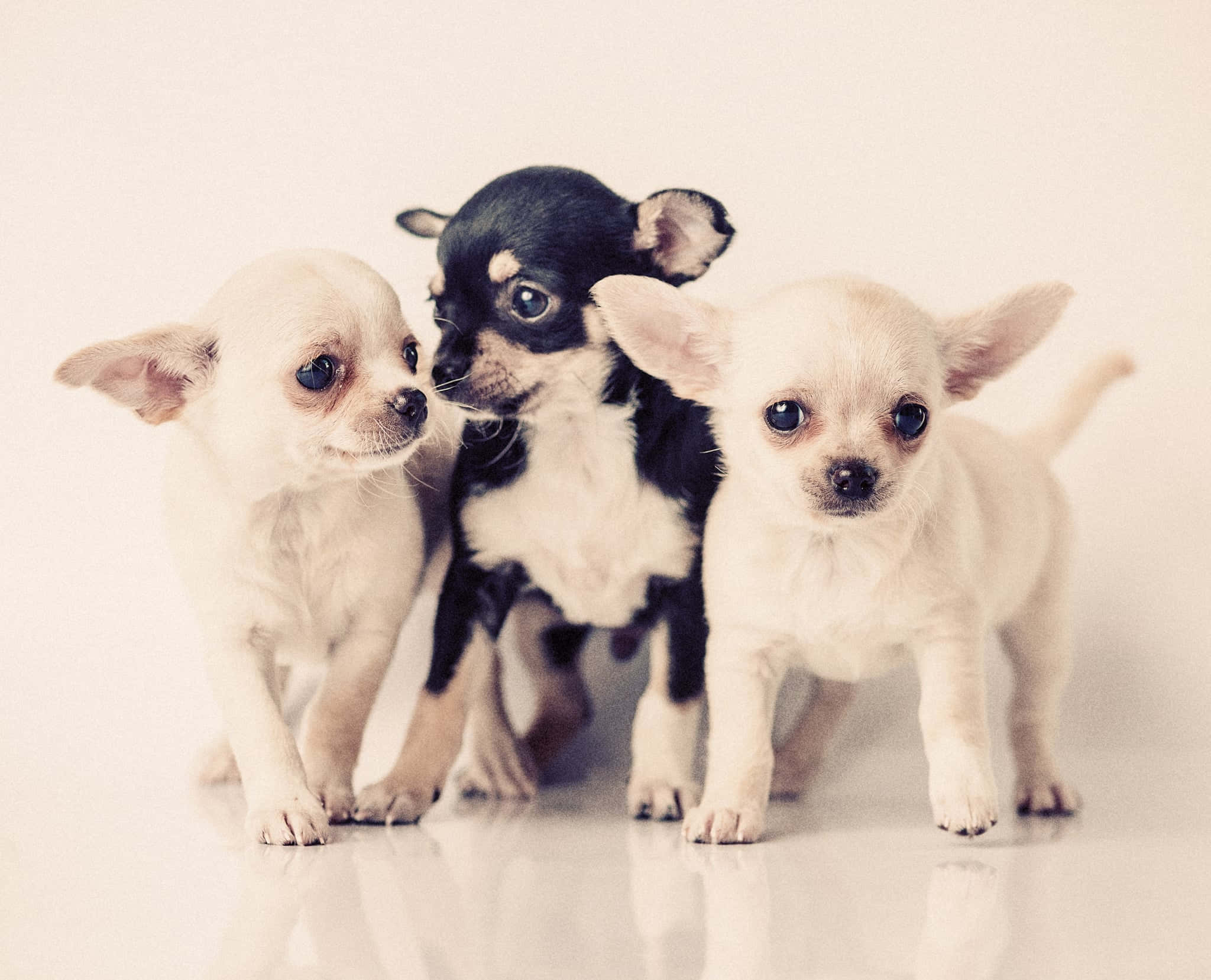 Chihuahua 桌布 壁紙 — 三隻可愛的大眼睛吉娃娃幼犬站在反光的白色表面上，背景是柔和的米色。