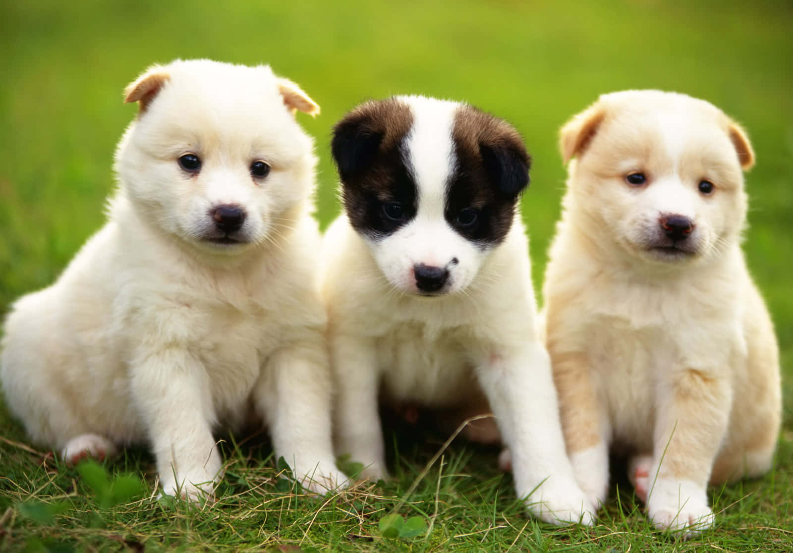 動物 桌布 壁紙 — 三隻可愛的小狗，擁有蓬鬆的白色和棕色毛髮，一起坐在充滿活力的綠色草地上，好奇地看著相機。