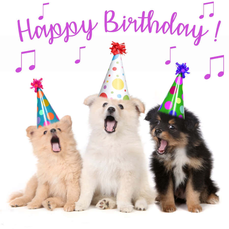 狗 桌布 壁紙 — 三隻可愛的小狗戴著色彩繽紛的派對帽，在「Happy Birthday」音樂橫幅下快樂地打呵欠慶祝。
