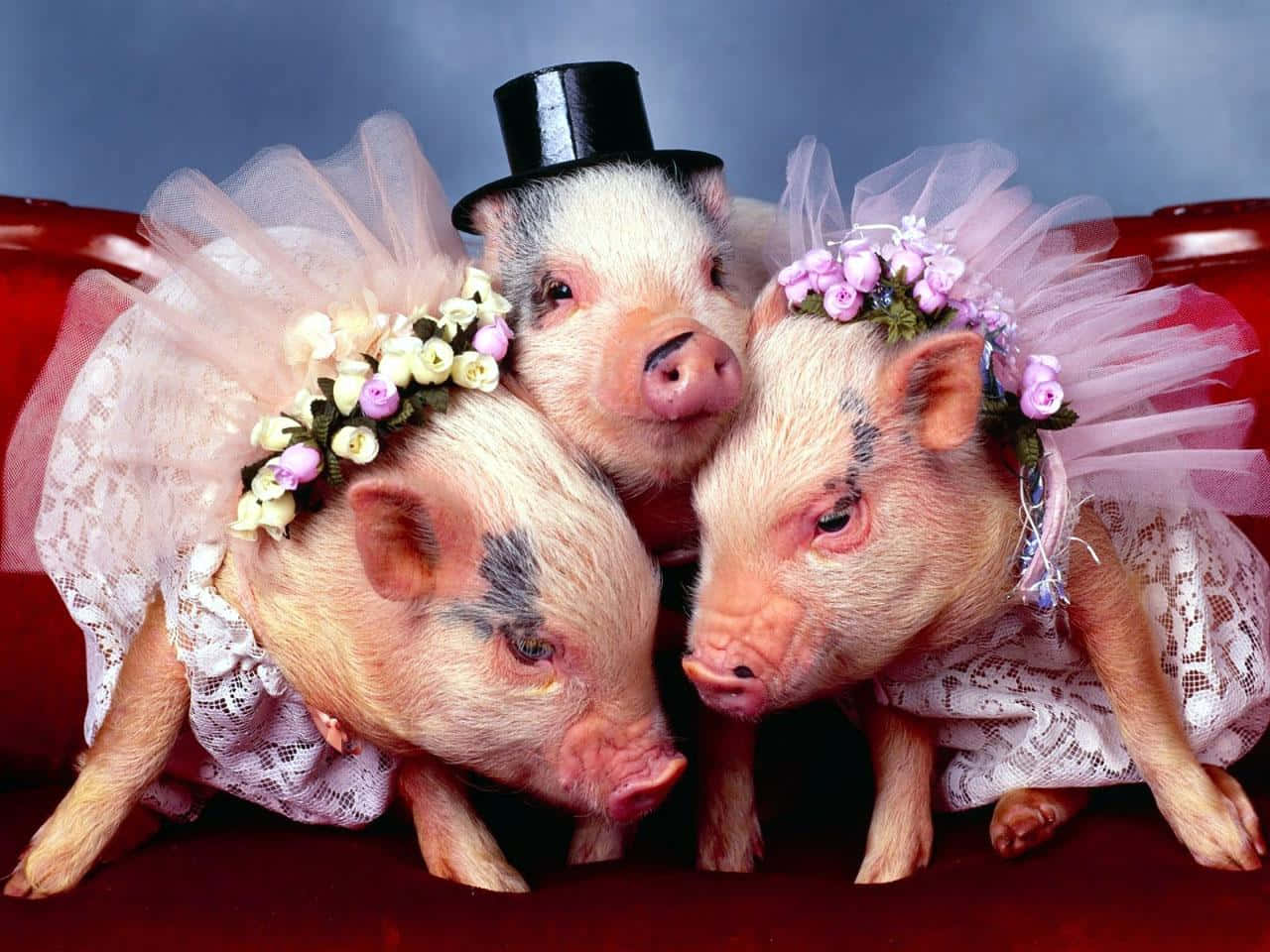 Piggy 桌布 壁紙 — 三隻可愛的小豬穿著蕾絲芭蕾舞裙和花冠，在藍色背景前的紅色沙發上一起擺姿勢。