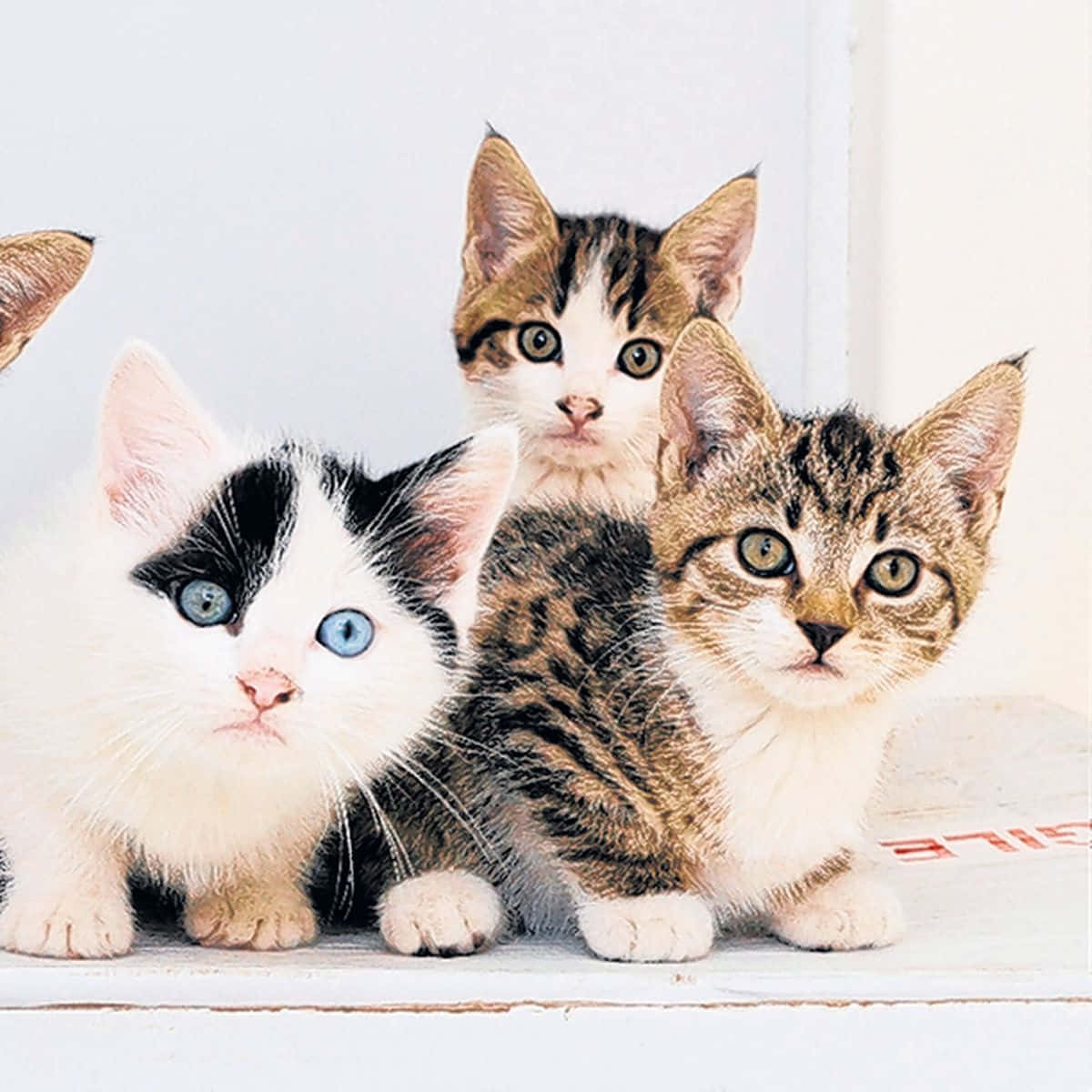 kittens 桌布 壁紙 — 三隻可愛的小貓咪，擁有引人注目的眼睛和多樣的毛髮圖案，在純白色背景前好奇地凝視著相機。
