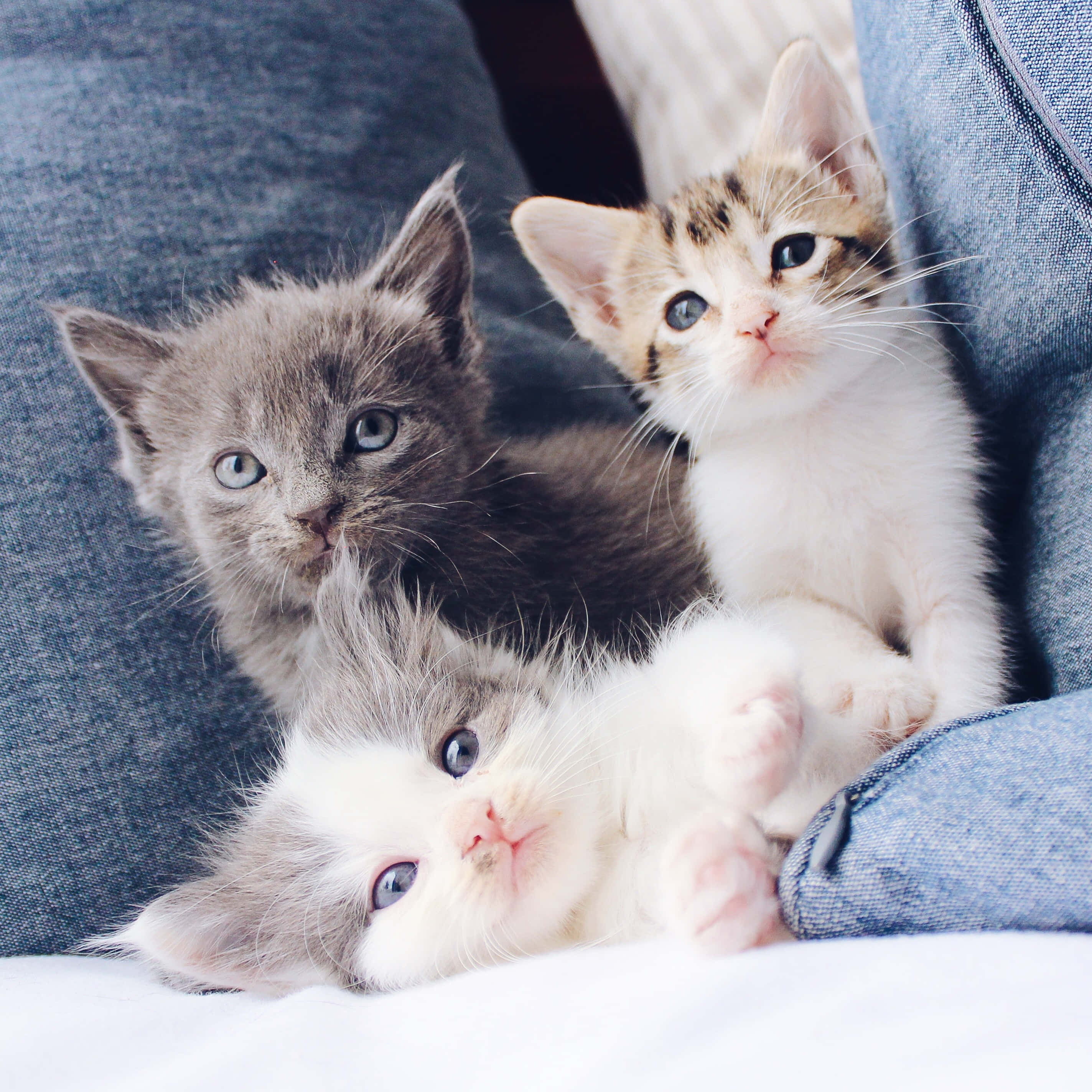 kittens 桌布 壁紙 — 三隻可愛的小貓咪，擁有引人注目的藍色眼睛，依偎在牛仔布沙發墊上。