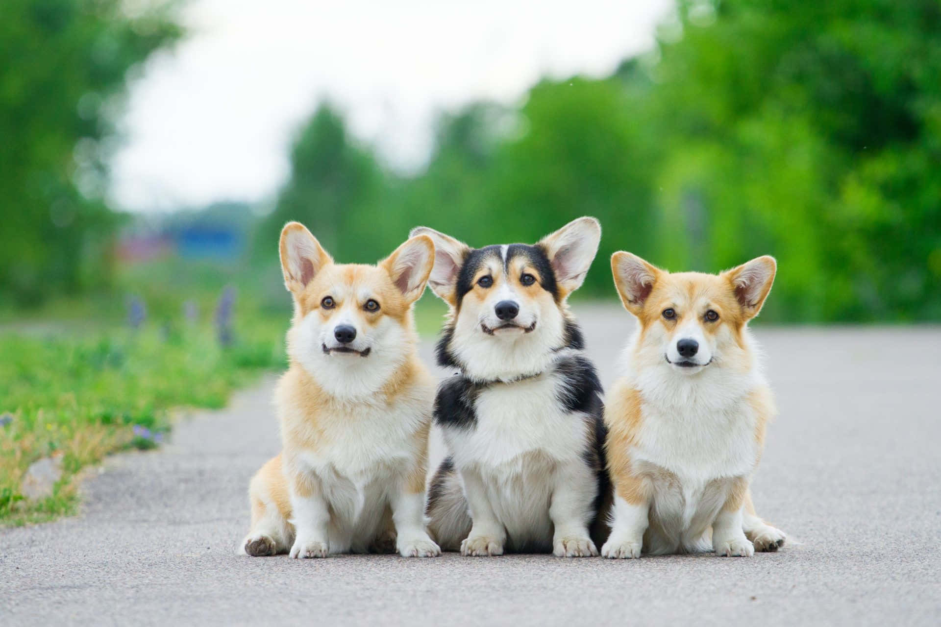 柯基 桌布 壁紙 — 三隻可愛的柯基犬豎起耳朵，並排坐在一條鋪砌的小路上，周圍綠意盎然。