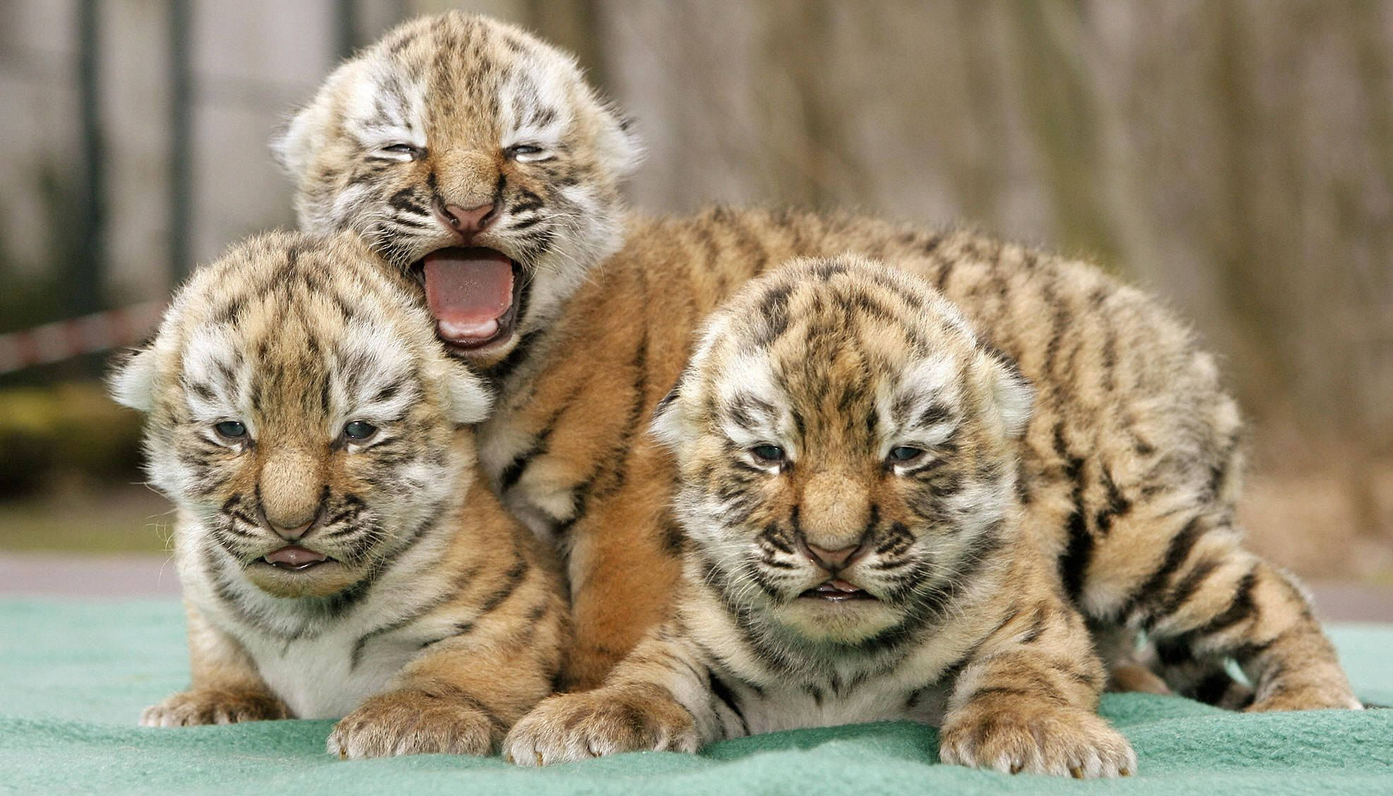 Baby Tiger 桌布 壁紙 — 三隻可愛的條紋毛皮老虎幼崽在綠色毯子上休息，一隻張大嘴巴打哈欠，另外兩隻向前凝視。