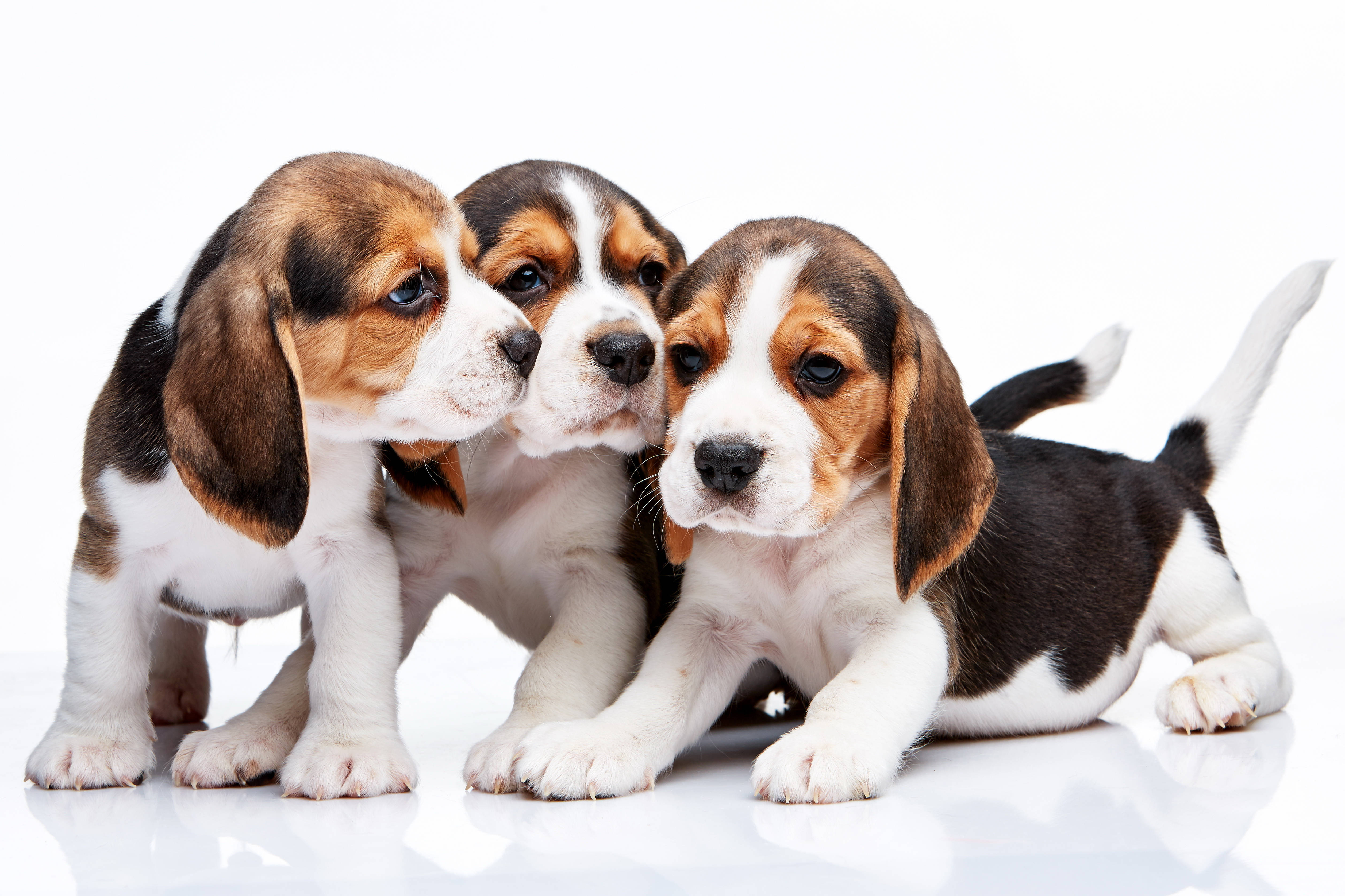 米格魯 桌布 壁紙 — 三隻可愛的比格犬幼犬，有著垂耳和三色毛皮，一起在明亮的白色反光表面上擺姿勢。