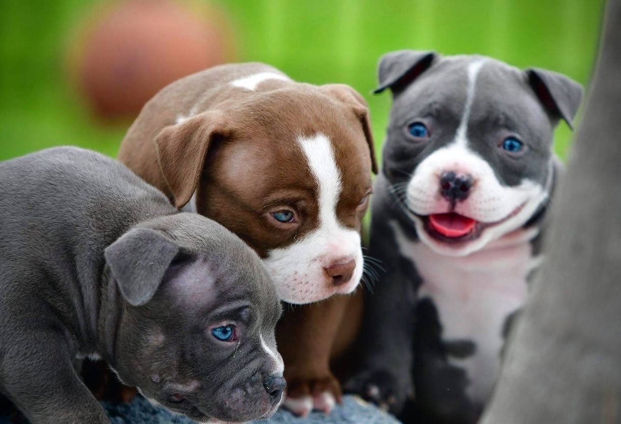 Pitbull Puppies 桌布 壁紙 — 三隻可愛的比特犬幼崽，擁有引人注目的藍色眼睛，在充滿活力的綠色模糊背景下好奇地凝視著鏡頭。