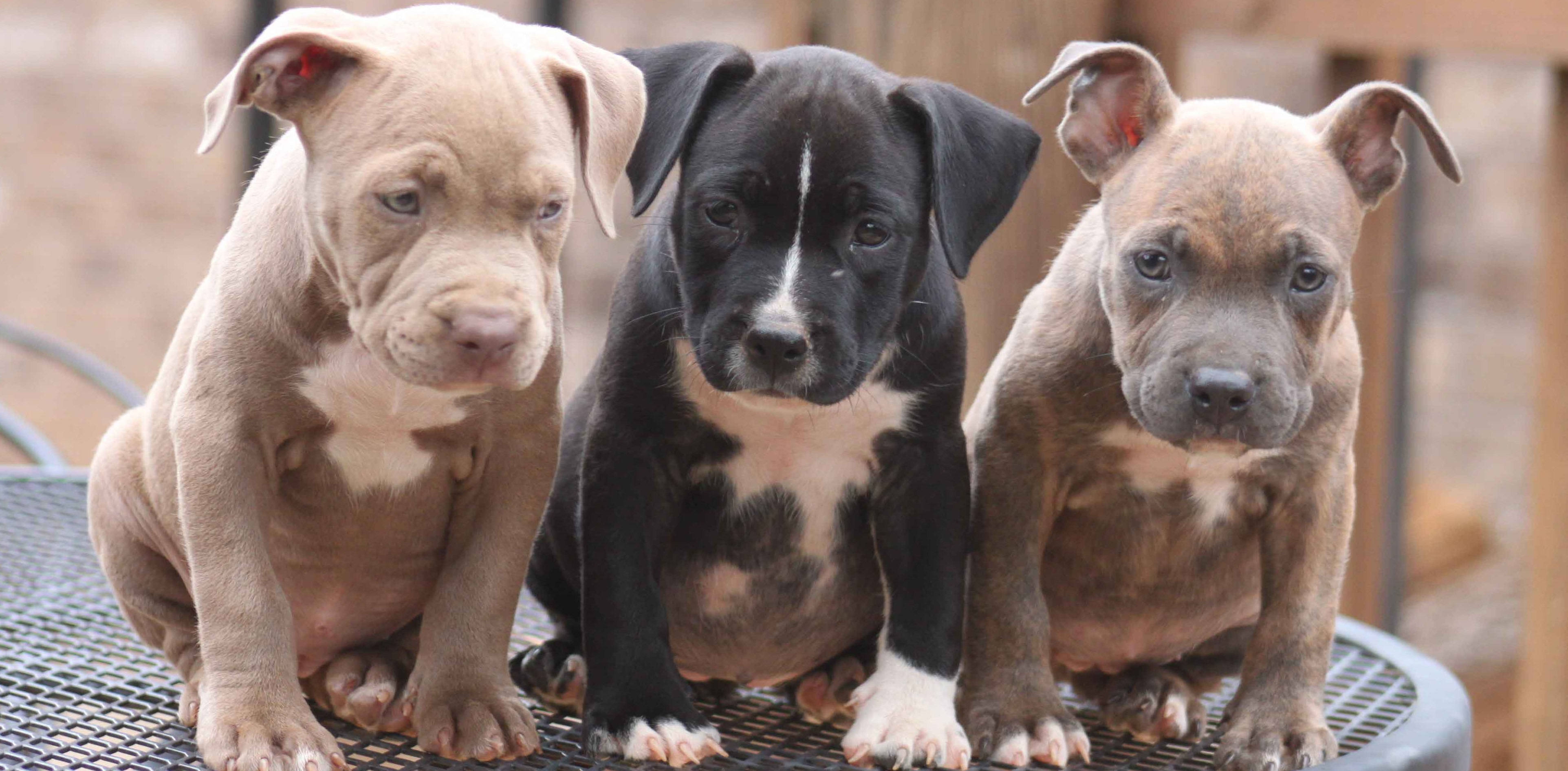Pitbull Puppies 桌布 壁紙 — 三隻可愛的比特犬幼犬，帶有獨特斑紋，並排坐在金屬網桌上，好奇地凝視著相機。