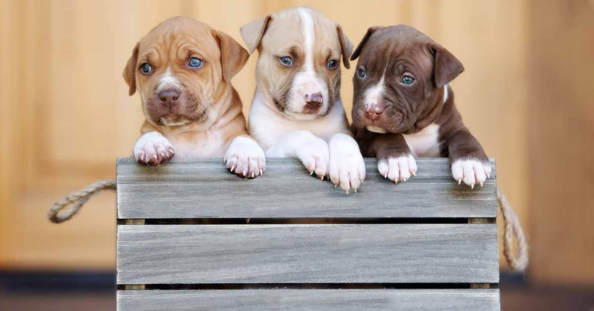 Pitbull Puppies 桌布 壁紙 — 三隻可愛的比特犬幼犬，擁有引人注目的藍色眼睛，從一個風化的木箱邊緣探出頭來。